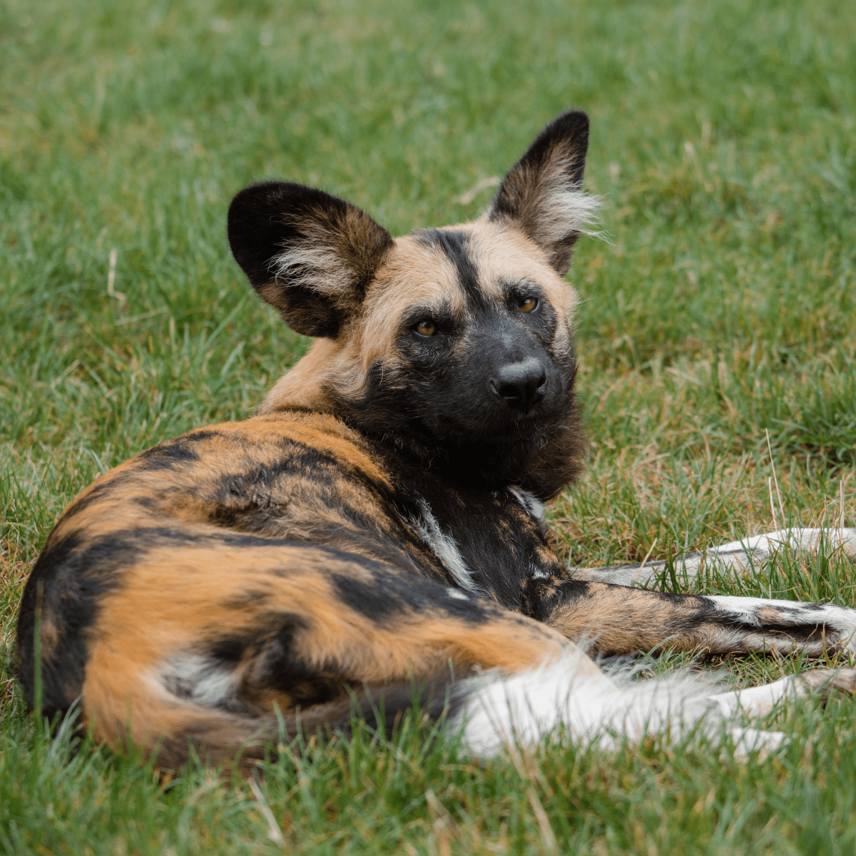 An African painted dog laying in the grass 
