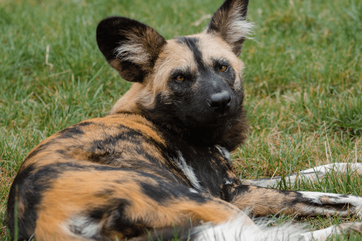 An African painted dog laying in the grass 