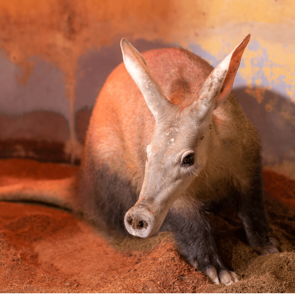 An aardvark looking at the camera in a shelter with a warm red glow