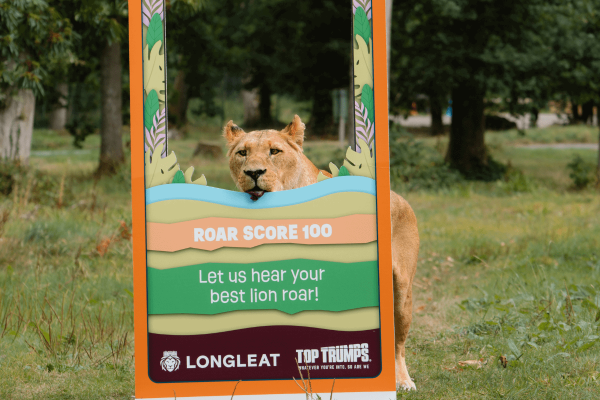 Close up of a lioness poking its head through the top trumps selfie stand
