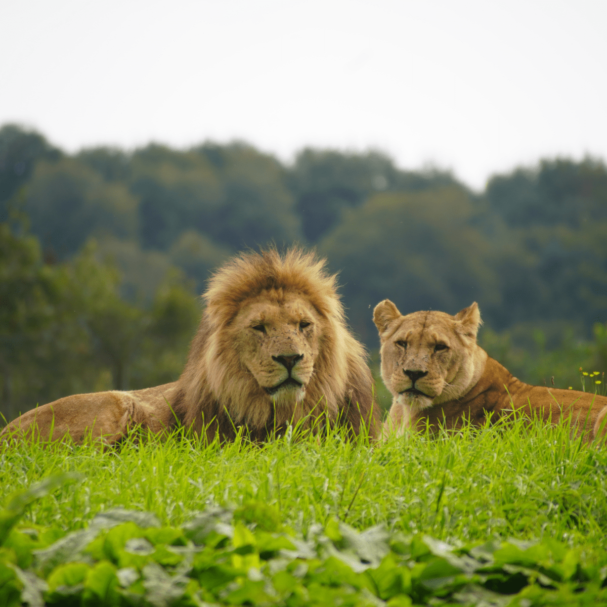 Lion and lioness laying side by side in a field with trees in the background