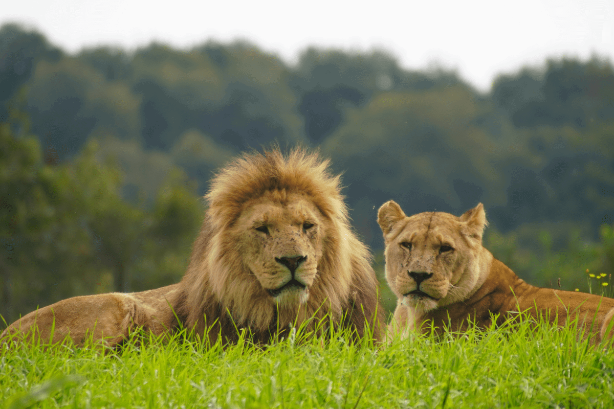 Lion and lioness laying side by side in a field with trees in the background