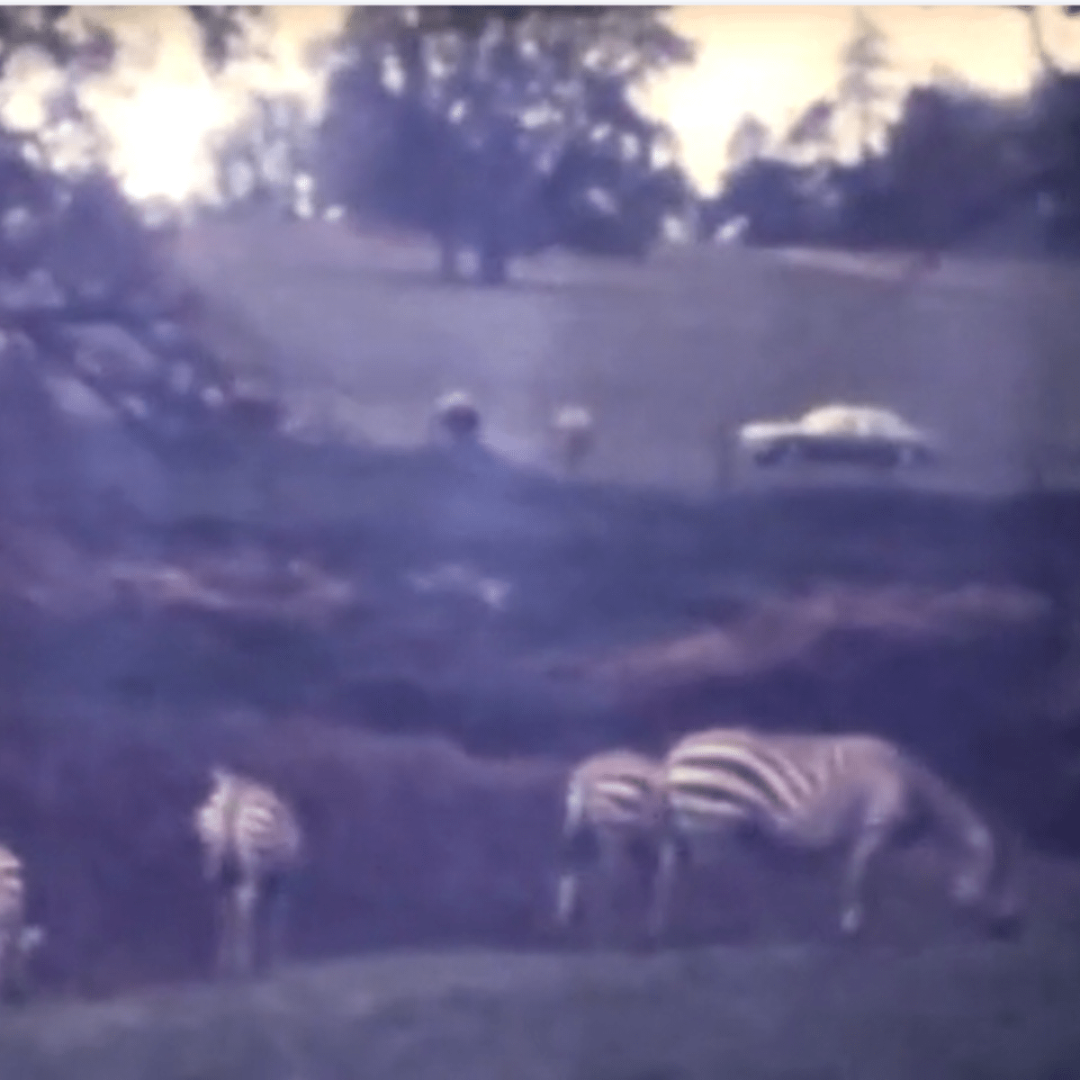 Cine film from the early years of Longleat showing Zebras grazing on the Safari