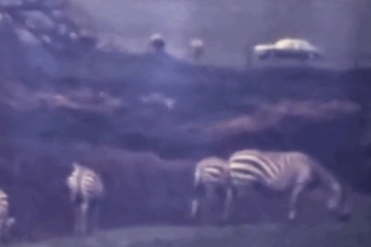 Cine film from the early years of Longleat showing Zebras grazing on the Safari