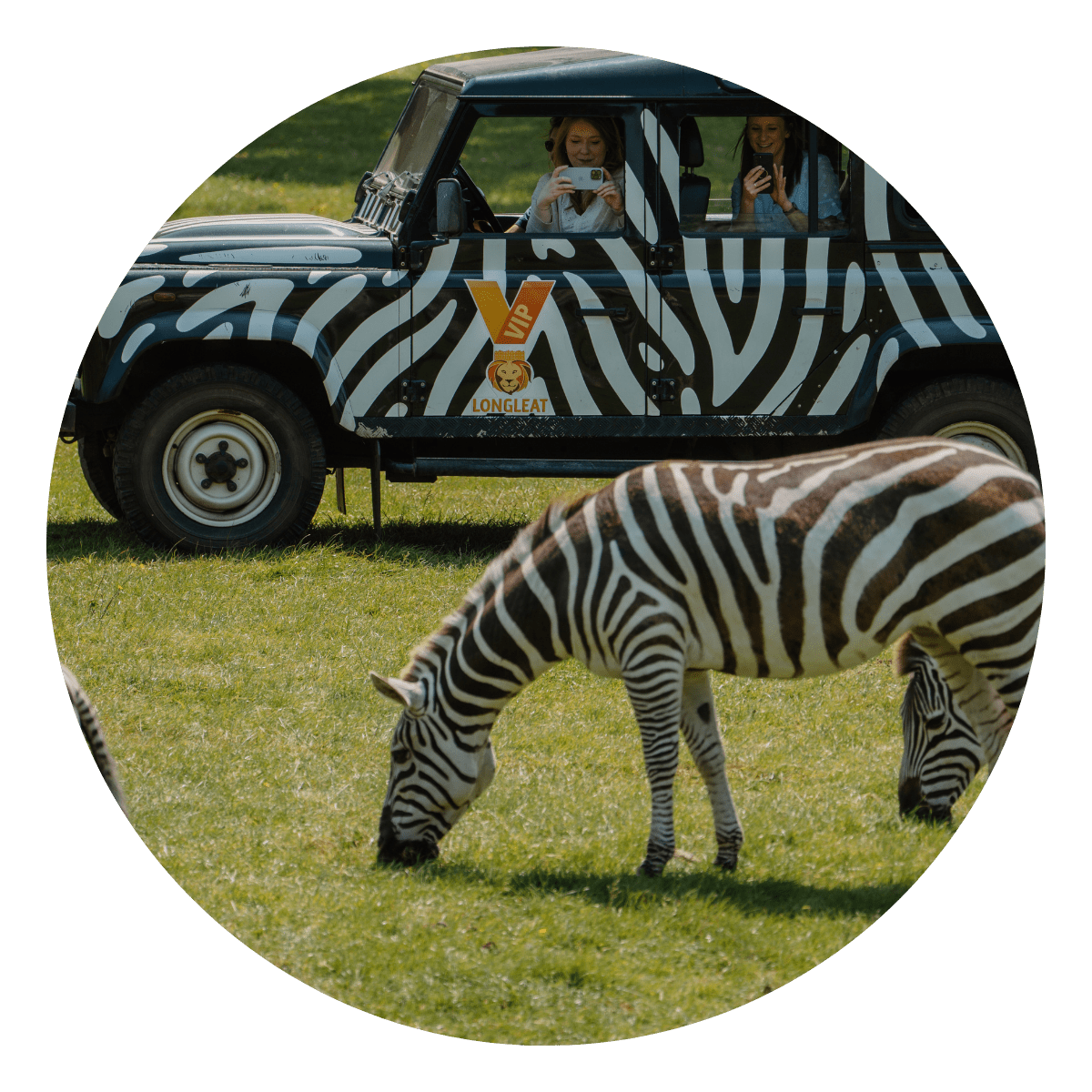 A VIP guest looks out of the truck window to look at a zebra grazing
