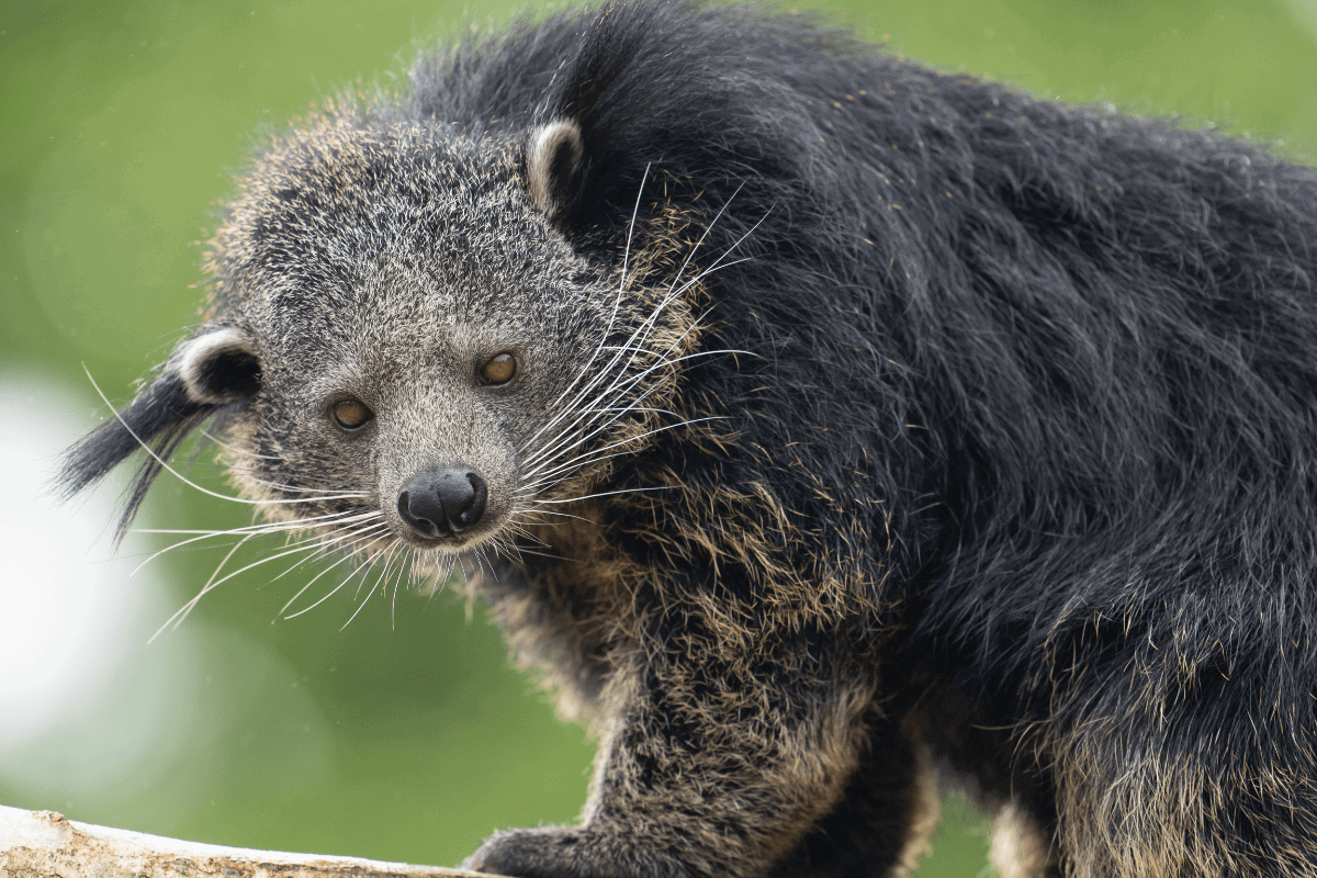 A binturong walking across a tree branch, looking at the camera