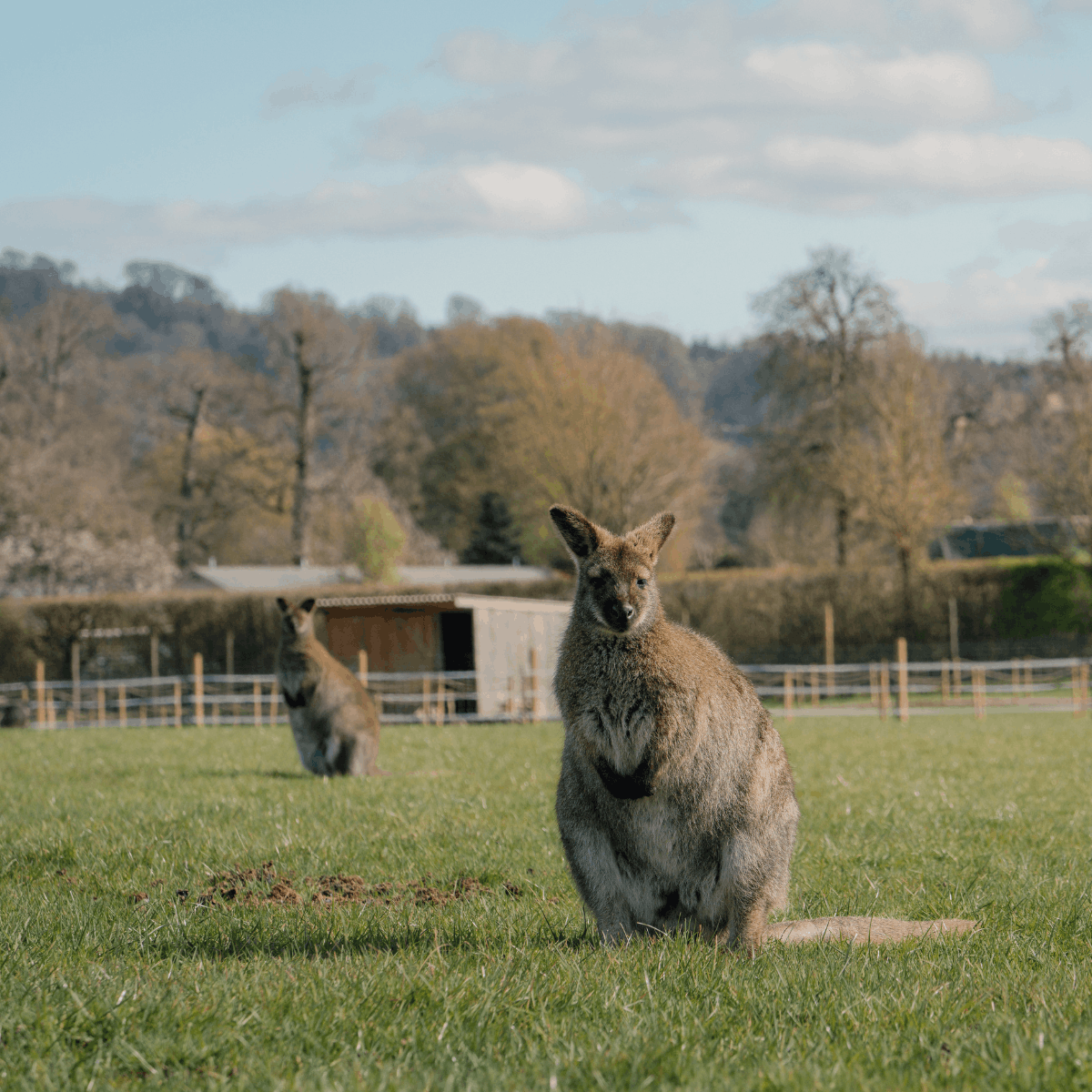 Wallabies in their outdoor habitat