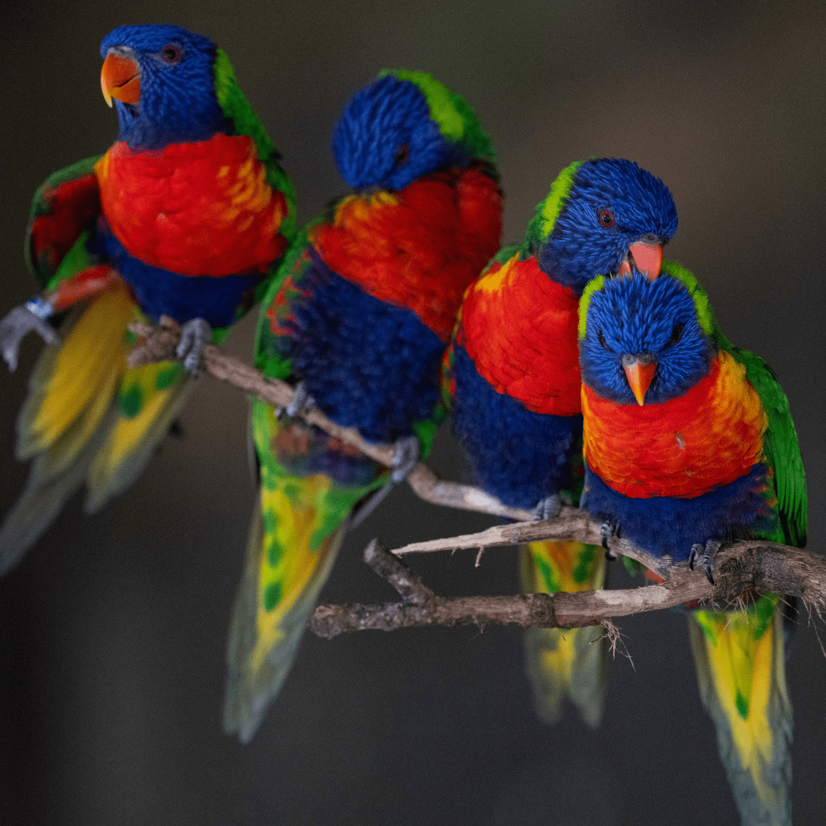 Four rainbow lorikeets sit on a tree branch together