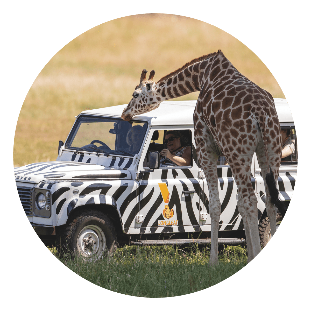 A curious giraffe peers its head into one of the iconic 4x4 zebra print VIP trucks