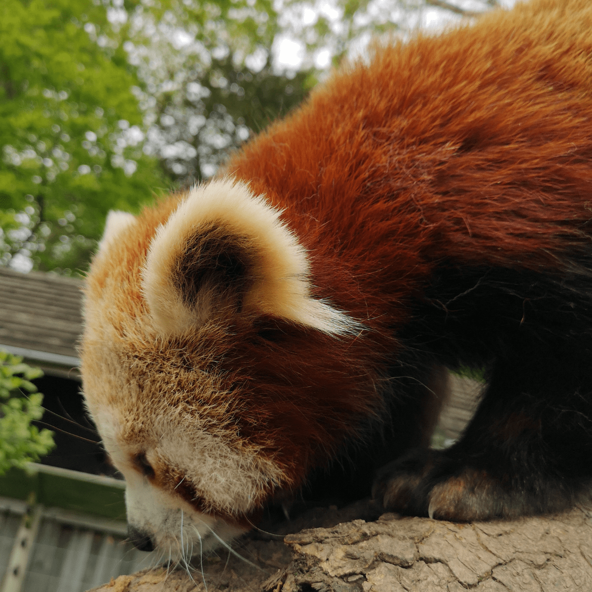 A close up of a red panda licking food from a tree