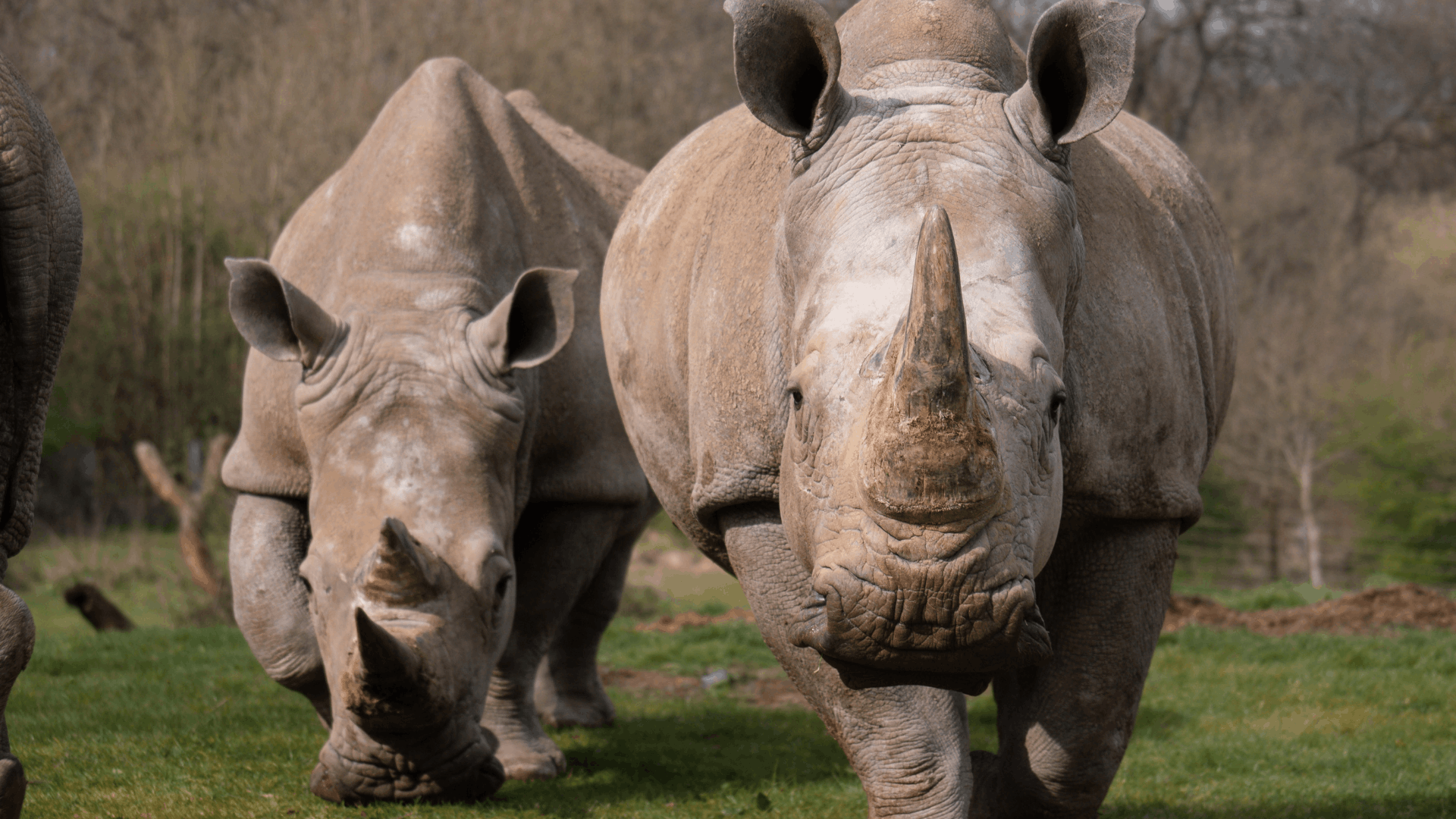 Two rhinos standing in a field facing the camera