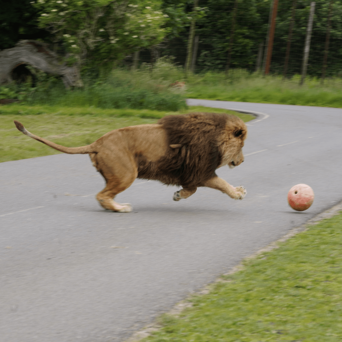 A male lion running after a ball that is rolling away from him