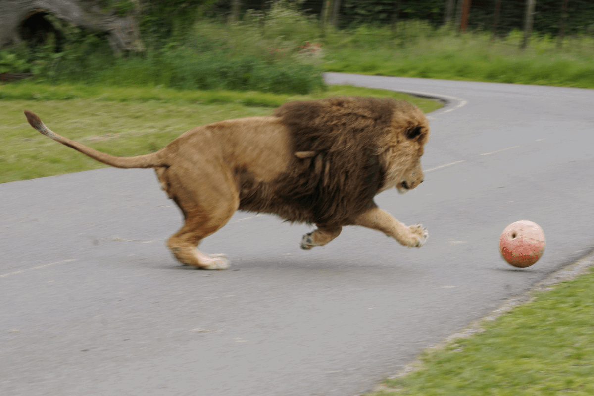 A male lion running after a ball that is rolling away from him