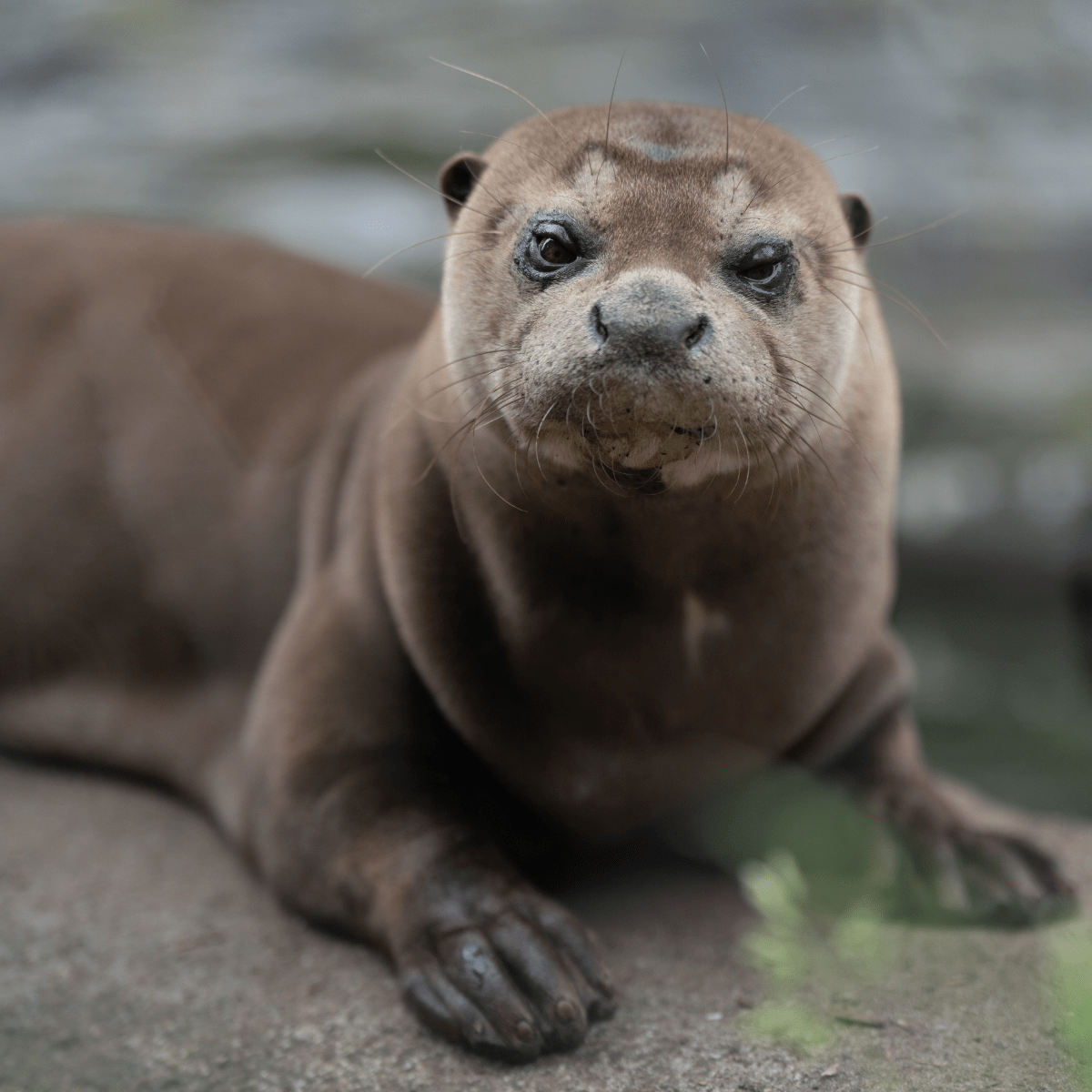 A close up of a giant otter looking at the camera.