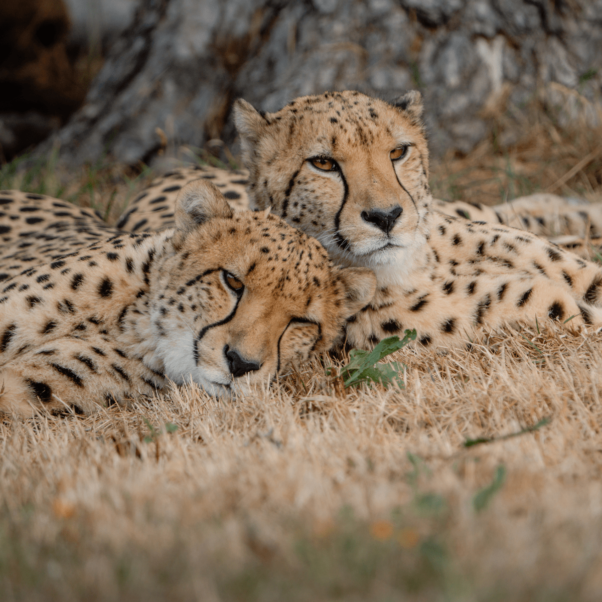Two cheetah's curled up, leaning their heads together
