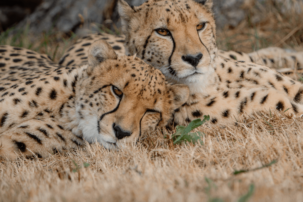 Two cheetah's curled up, leaning their heads together