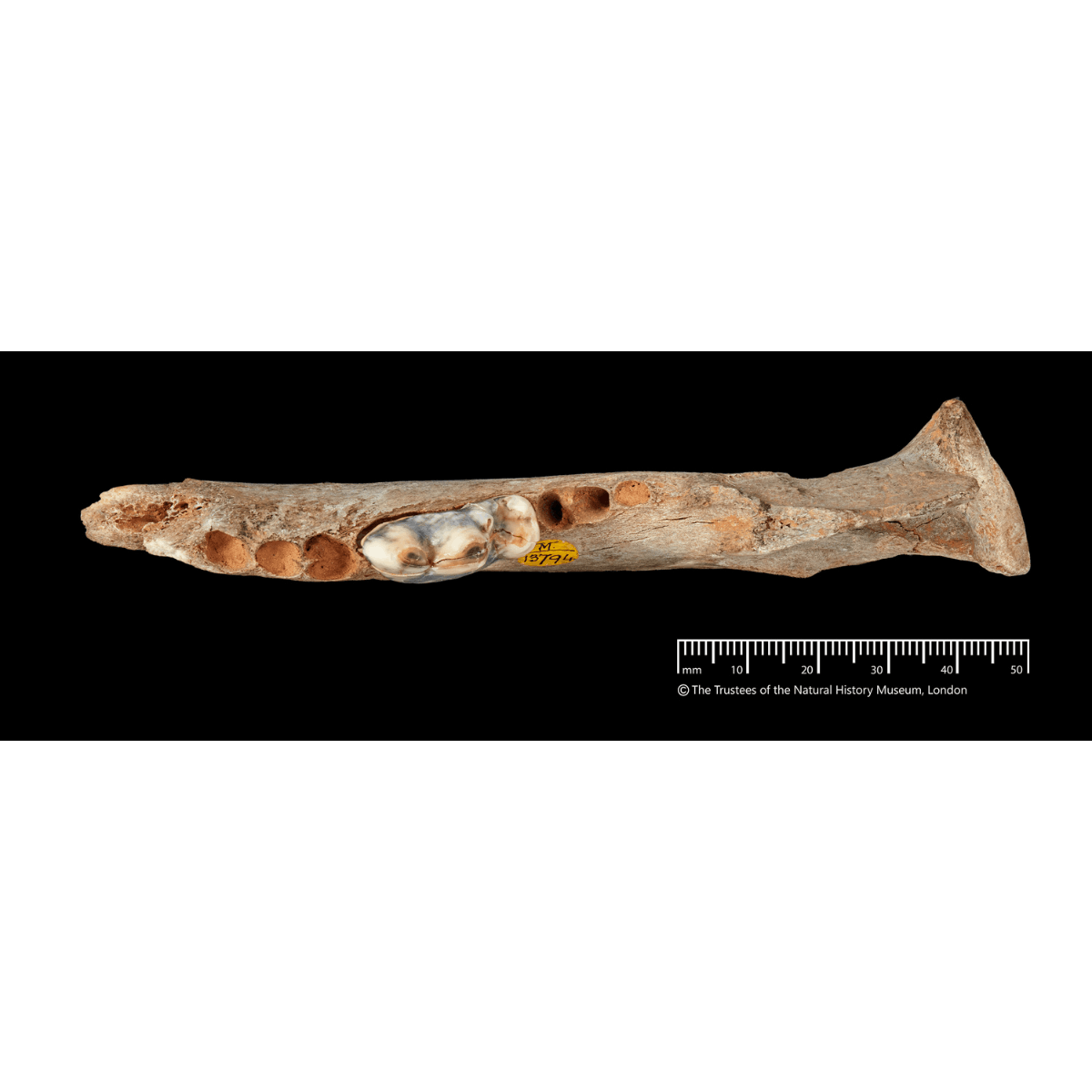 14,3000-year-old dog jawbone from Gough's Cave - 3. (c) Trustees of the Natural History Museum