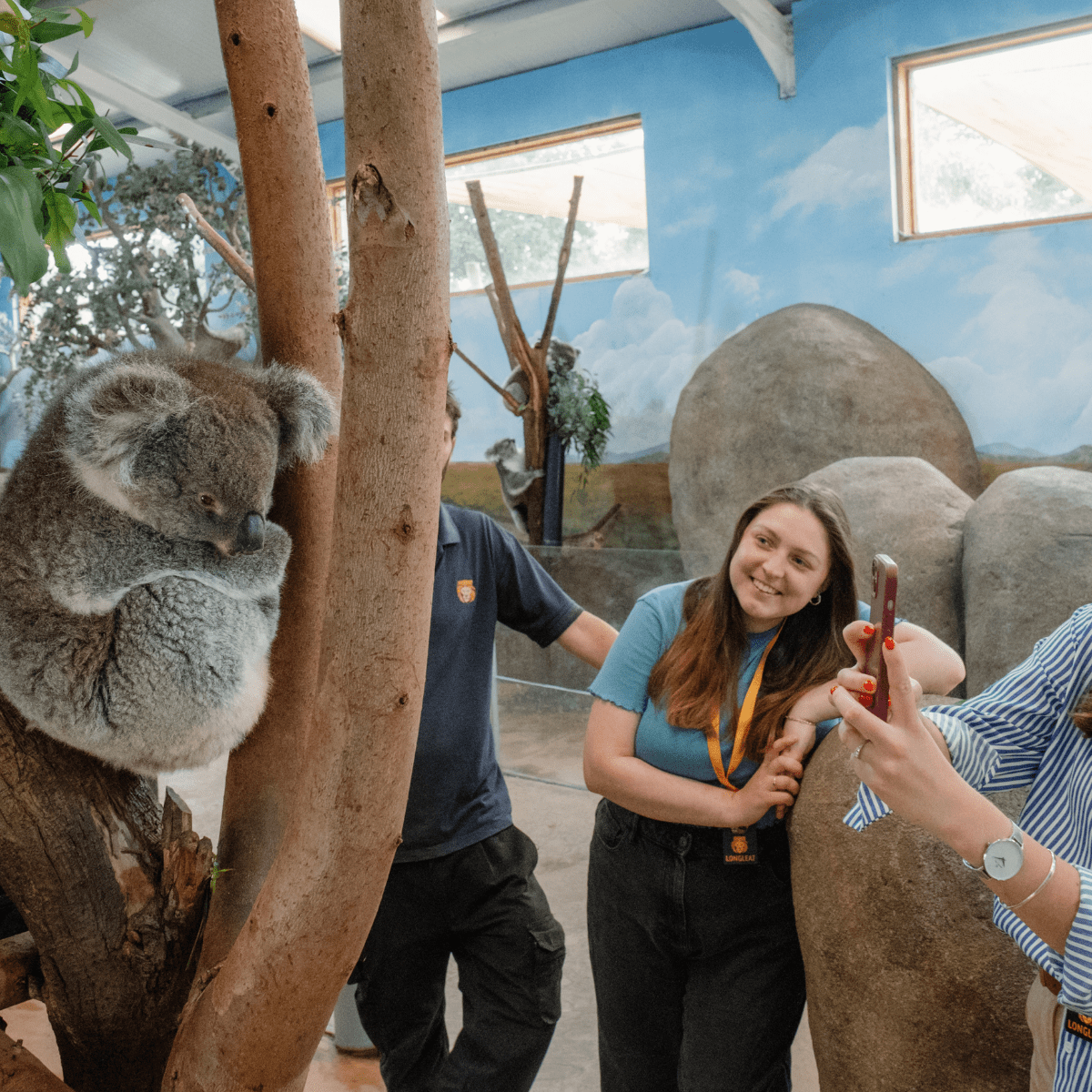 A VIP guest takes a photo of a kola perched in a tree