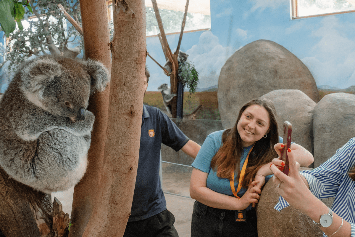 A VIP guest takes a photo of a kola perched in a tree