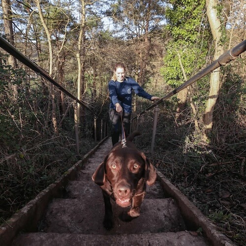 woman takes her dog on a lead up jacob's ladder at cheddar gorge and caves with woodland either side of the steps that take you to the start of the cliff walk