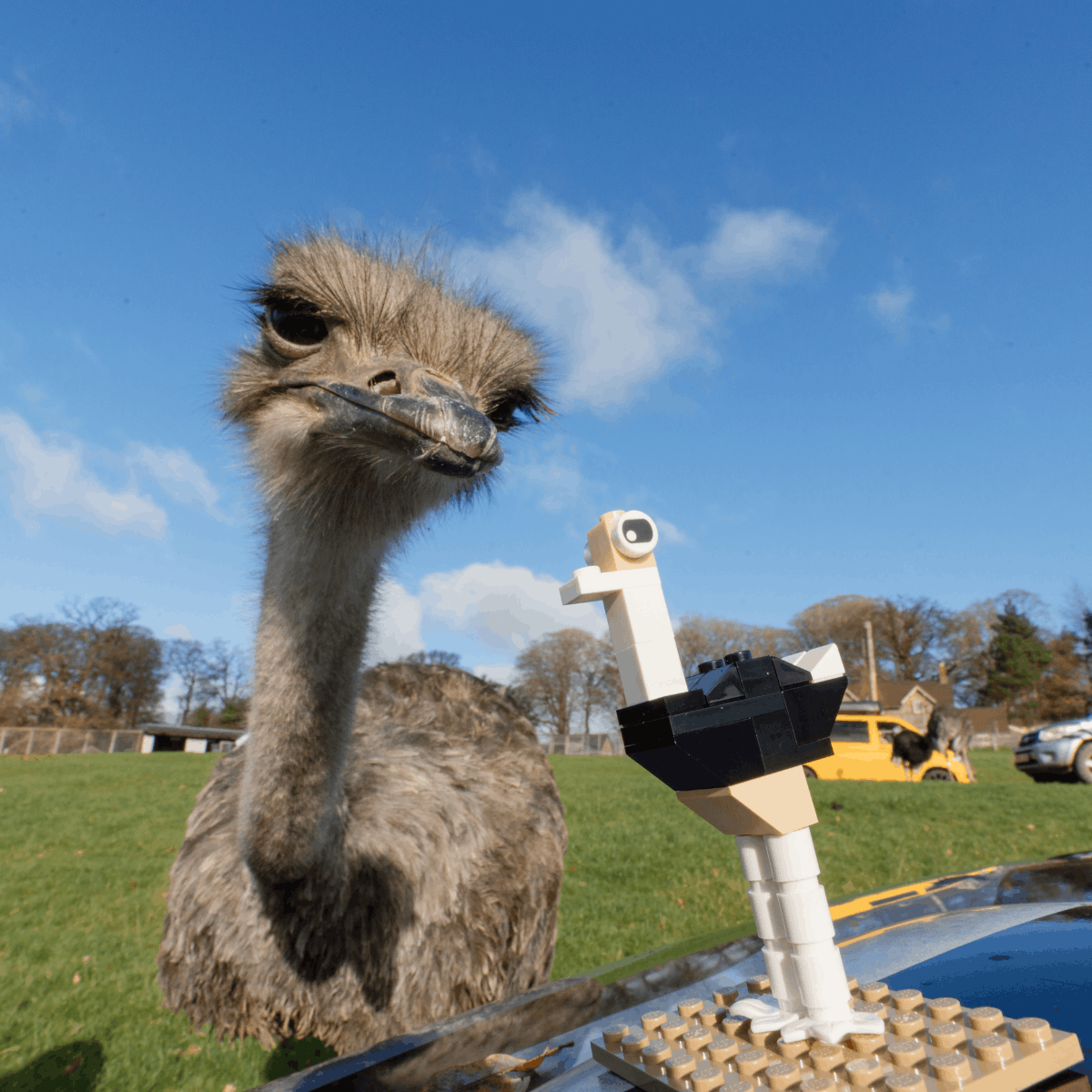 An ostrich admires its miniature LEGO® brick counterpart.  