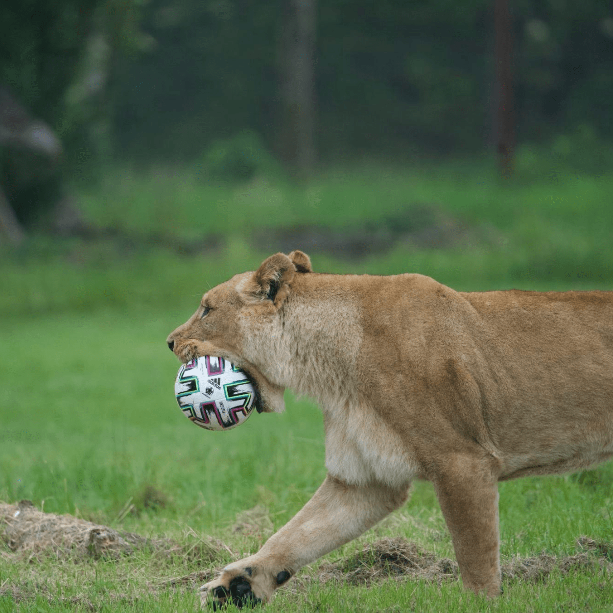 Lioness walking while holding a football in her mouth