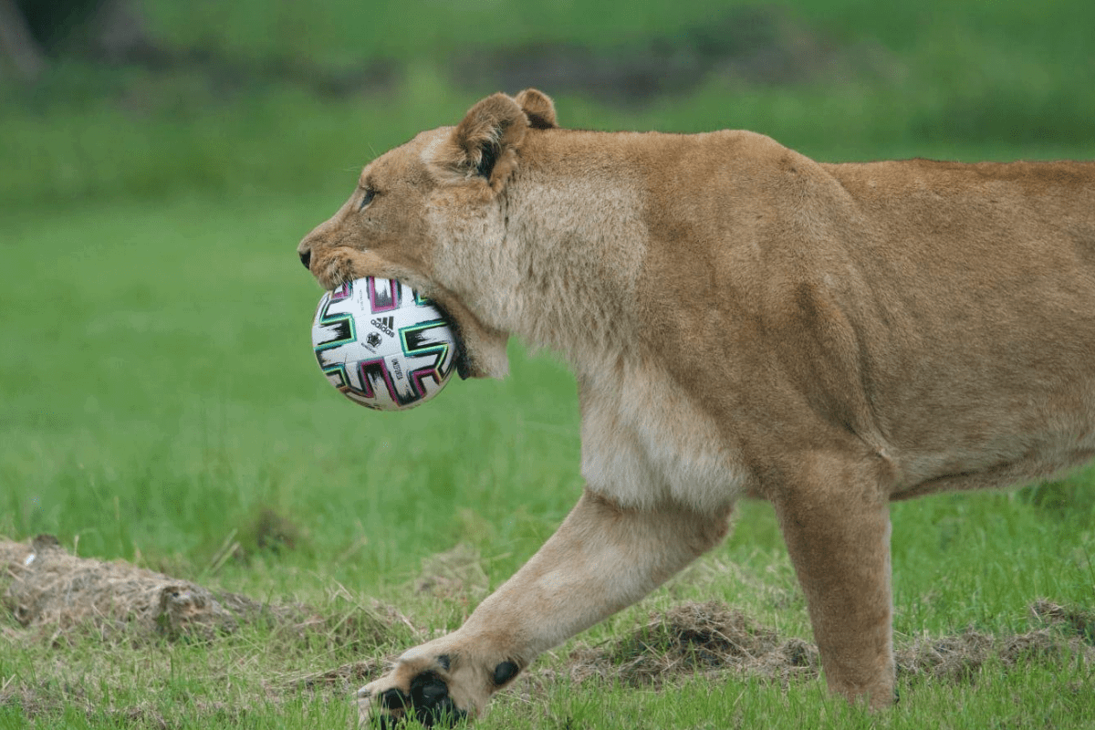 Lioness walking while holding a football in her mouth