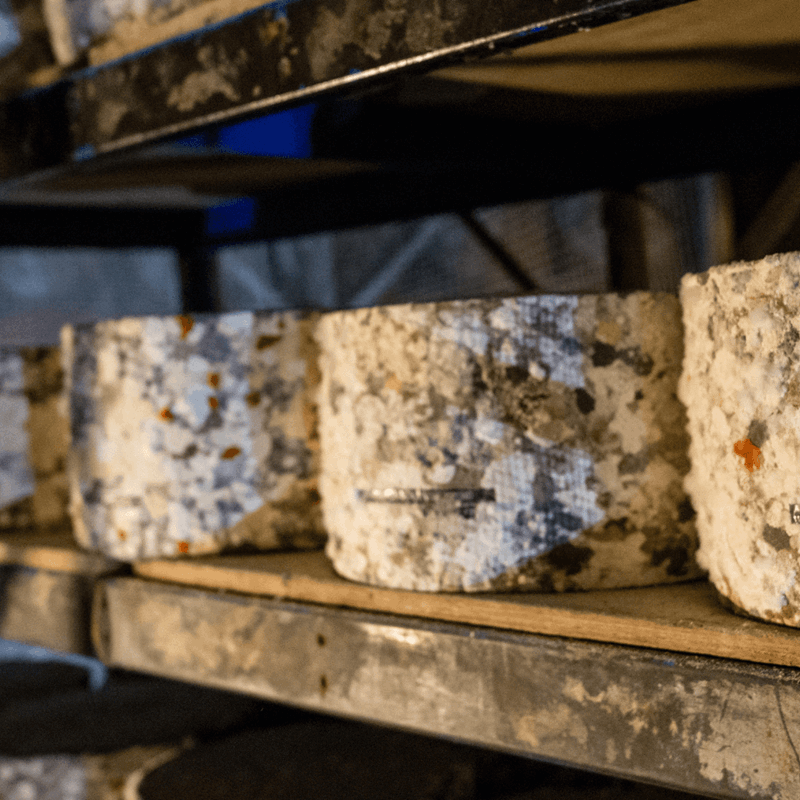 A look at the wheels of cheddar cheese cave-aging in Gough's Cave