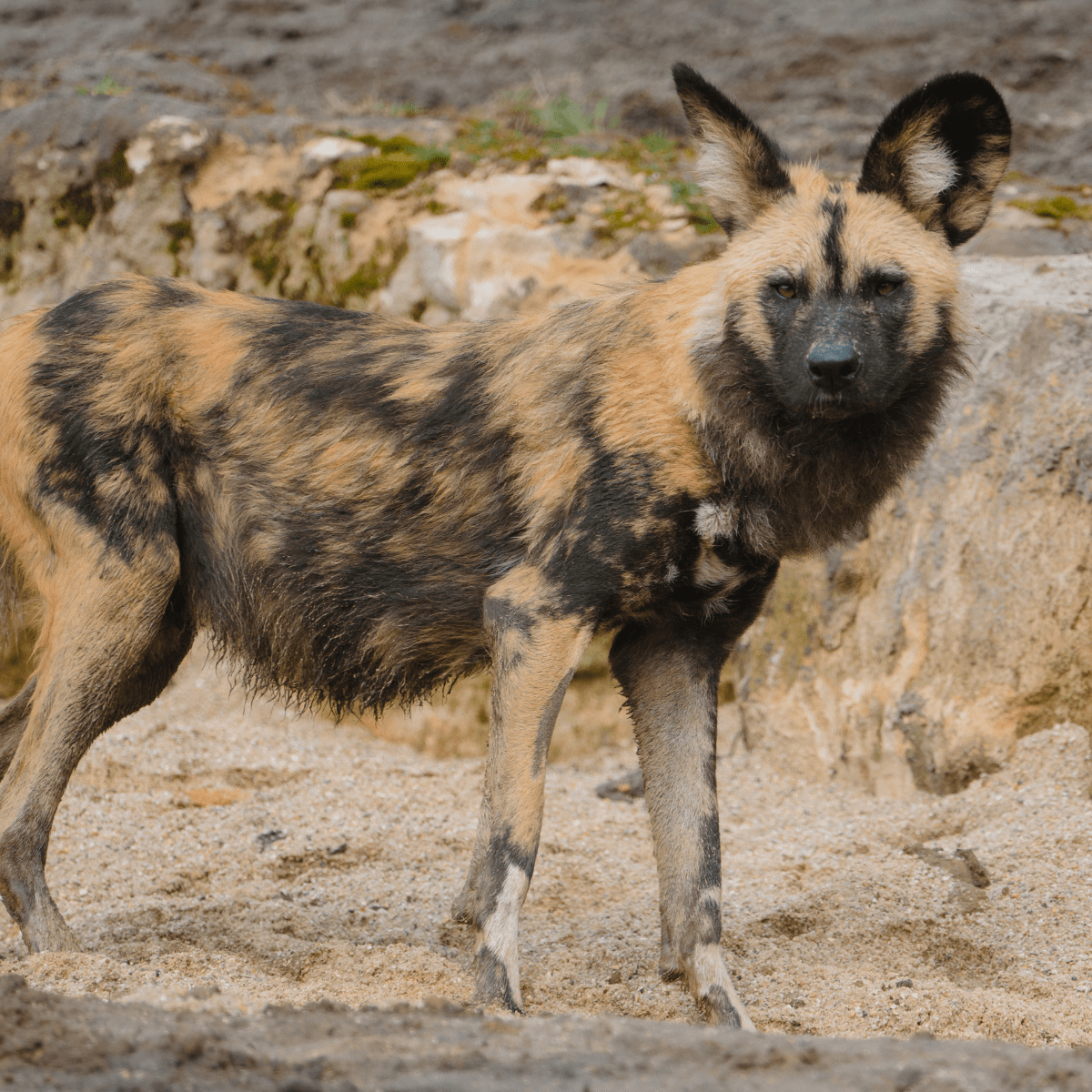 African painted dog looking at the camera