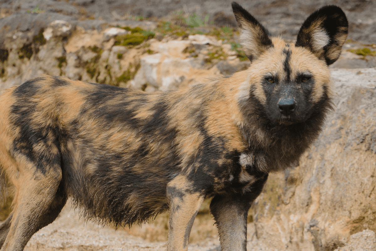 African painted dog looking at the camera