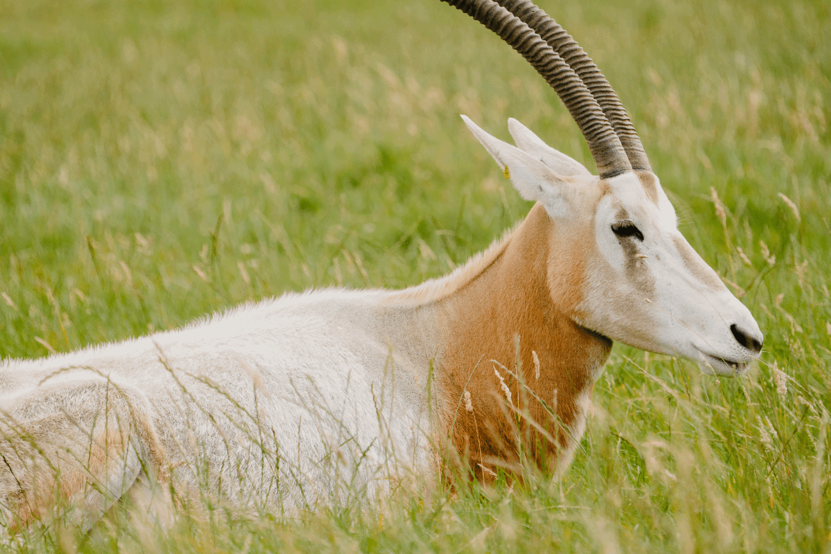 Scimitarhornedoryx