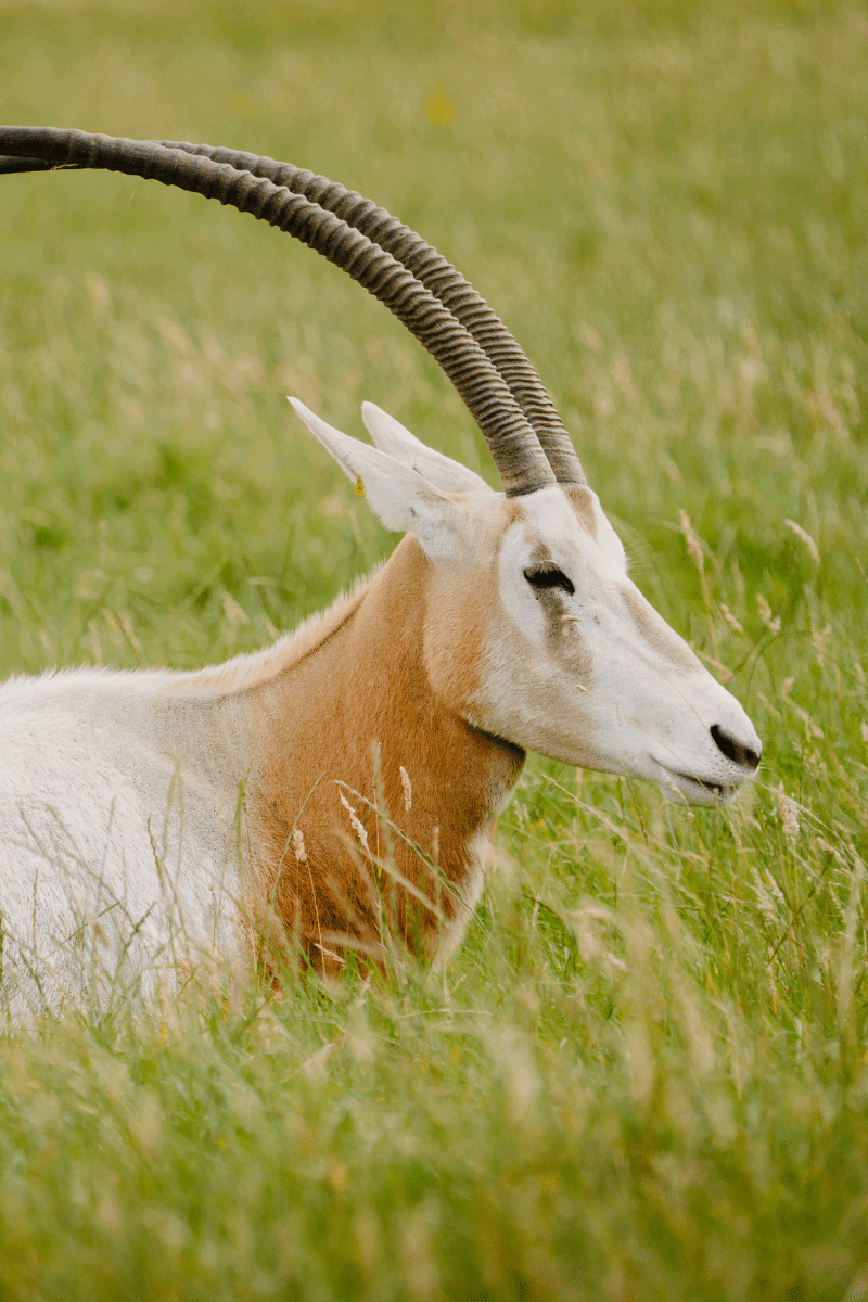 Scimitarhornedoryx