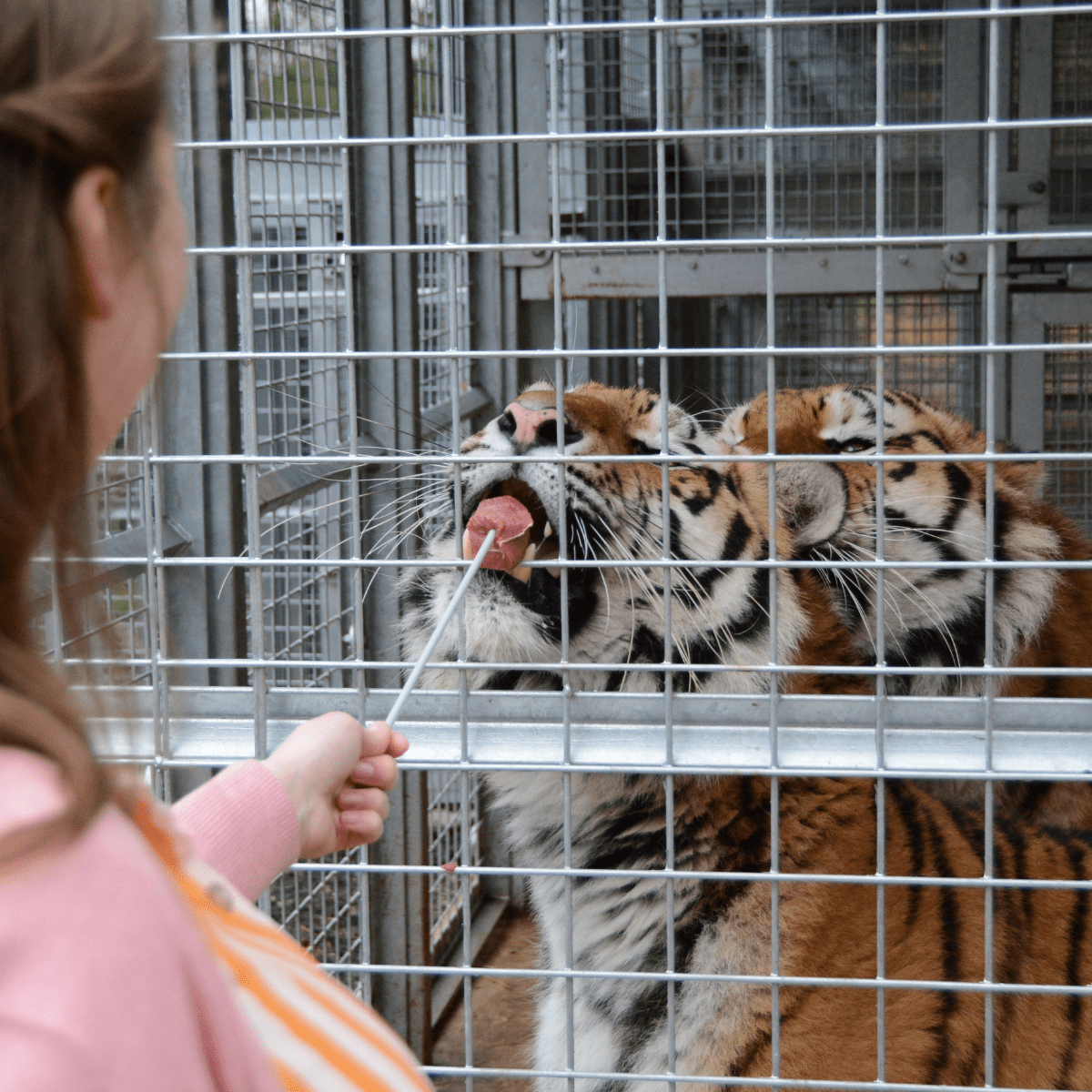 A VIP guest feeding a tiger with a metal stick through to their enclosure