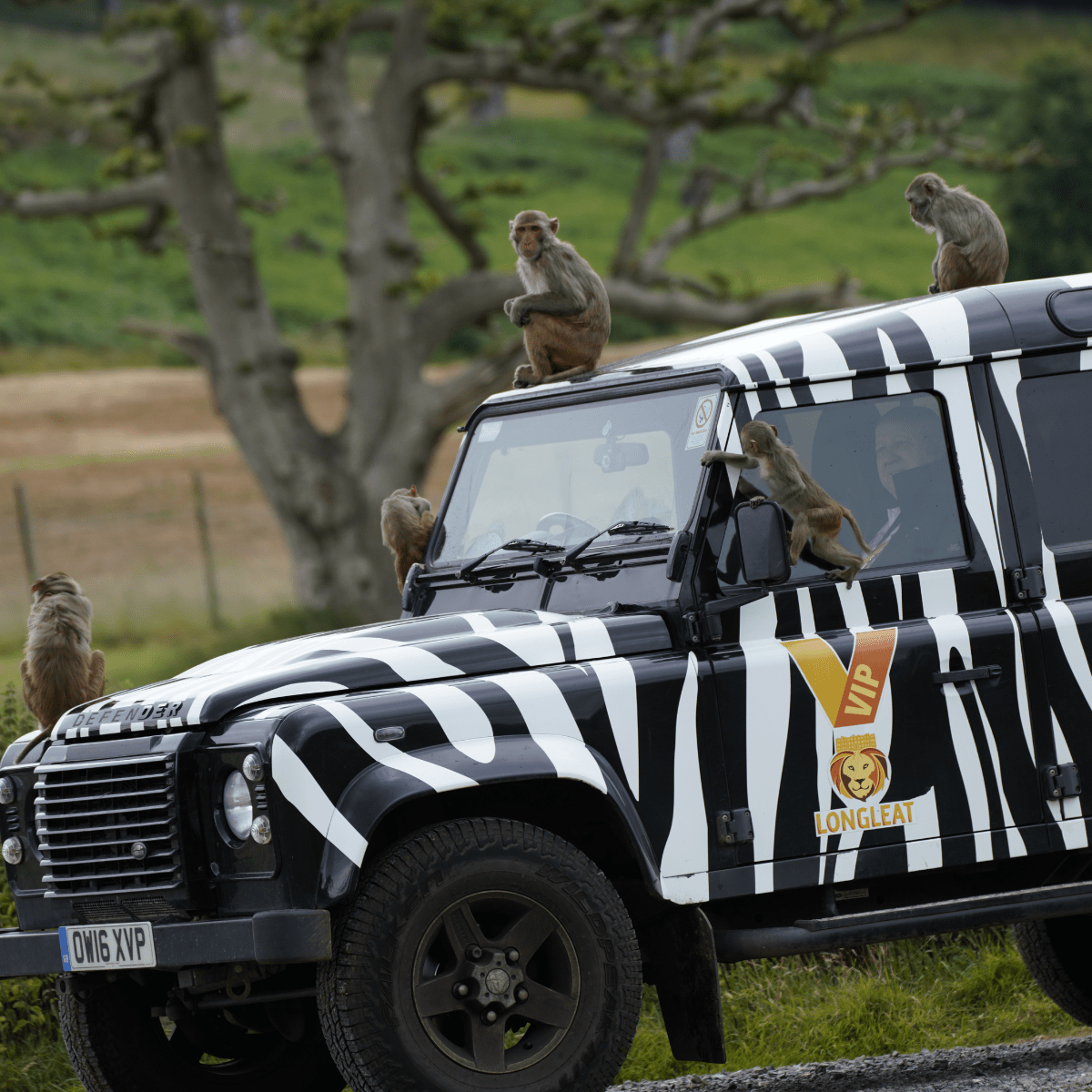 The iconic 4x4 zebra print Longleat truck with mischievous monkeys climbing on it 