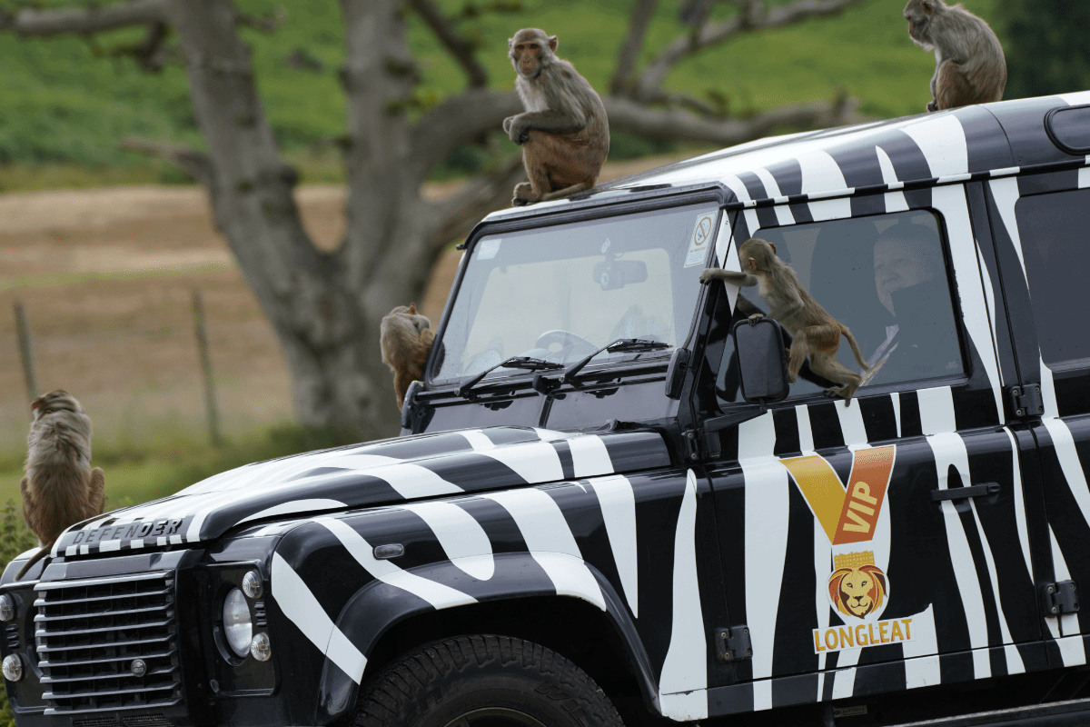 The iconic 4x4 zebra print Longleat truck with mischievous monkeys climbing on it 