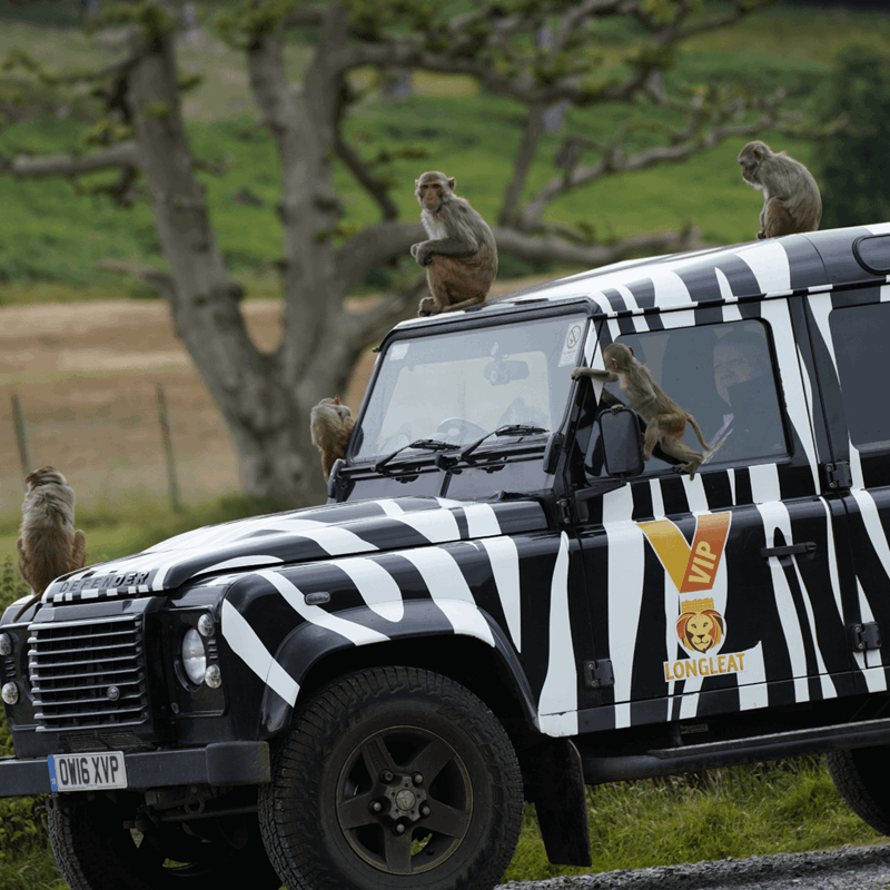 The iconic 4x4 zebra print Longleat truck with mischievous monkeys climbing on it 