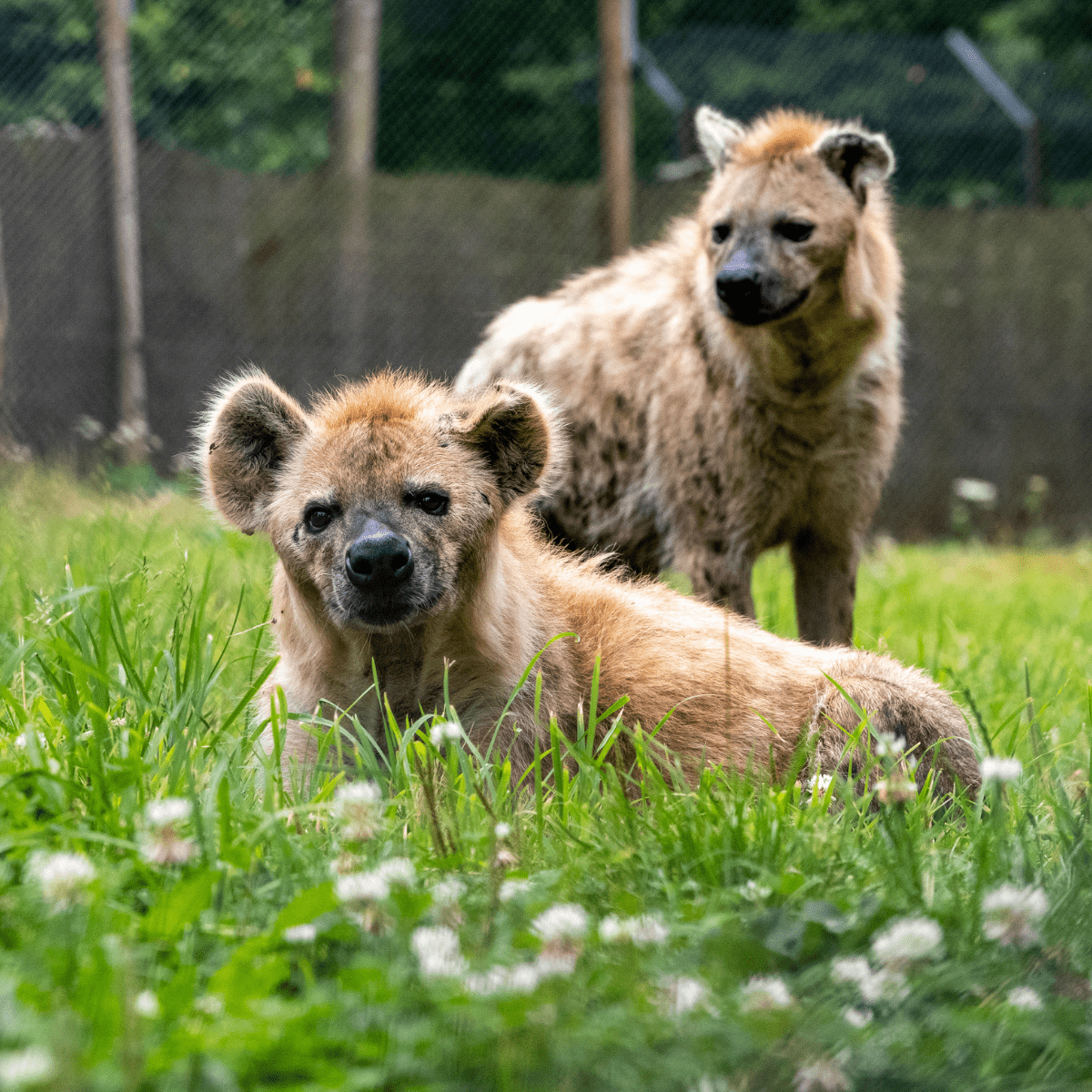 A close up of two hyaenas in their grassy habitat 