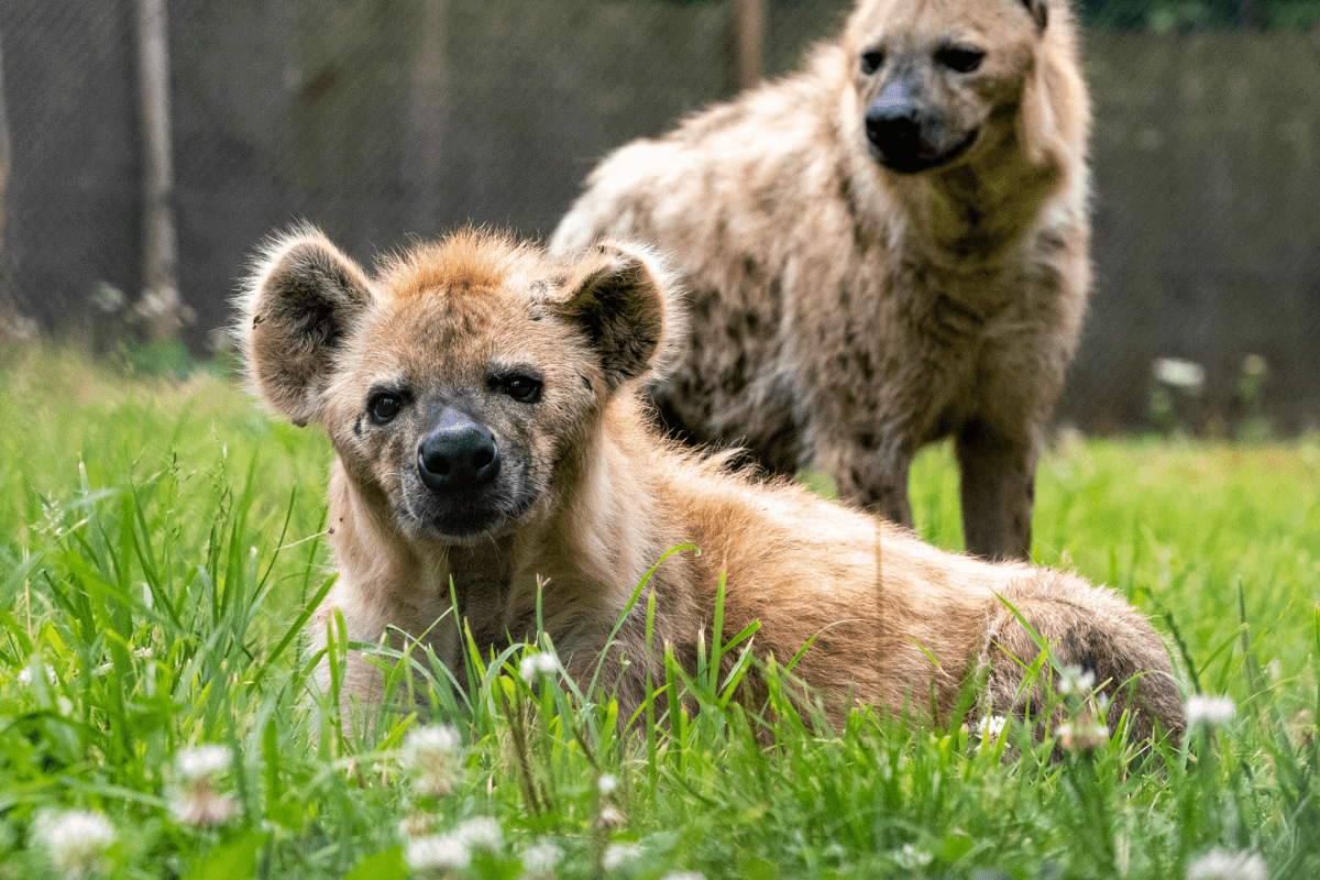 A close up of two hyaenas in their grassy habitat 