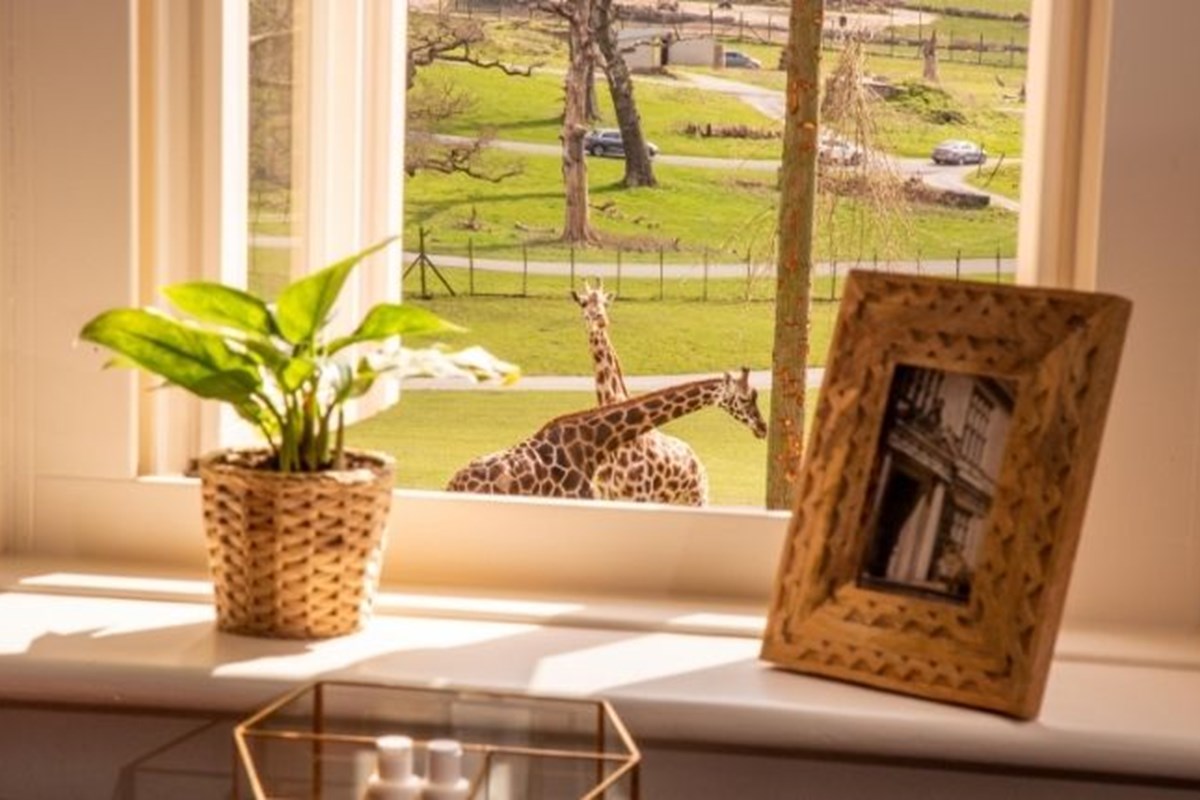 Looking out from a window in a Longleat Accommodation property with a photo frame and plant on the window ledge and giraffes outside.