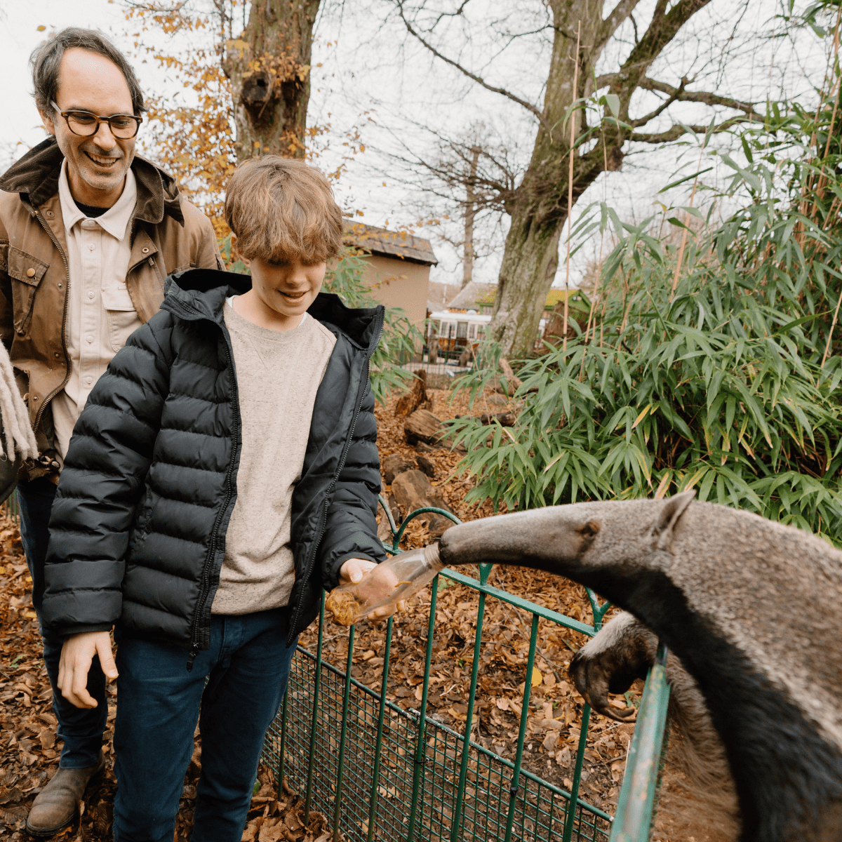 A close up of a boy excitedly feeding a giant anteater from a special bottle