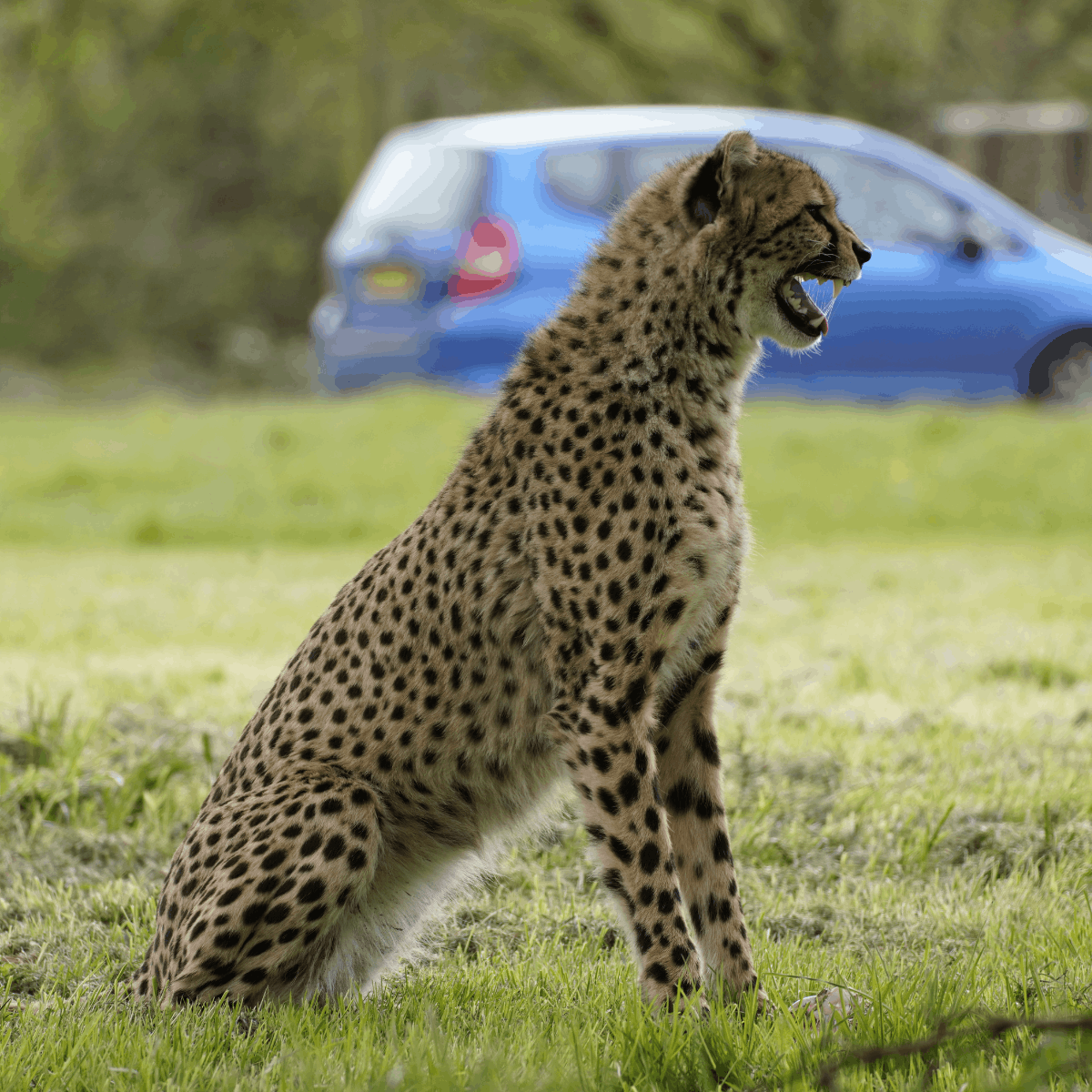 A cheetah sits in its outdoor habitat with a car driving past on the Drive-Through Safari