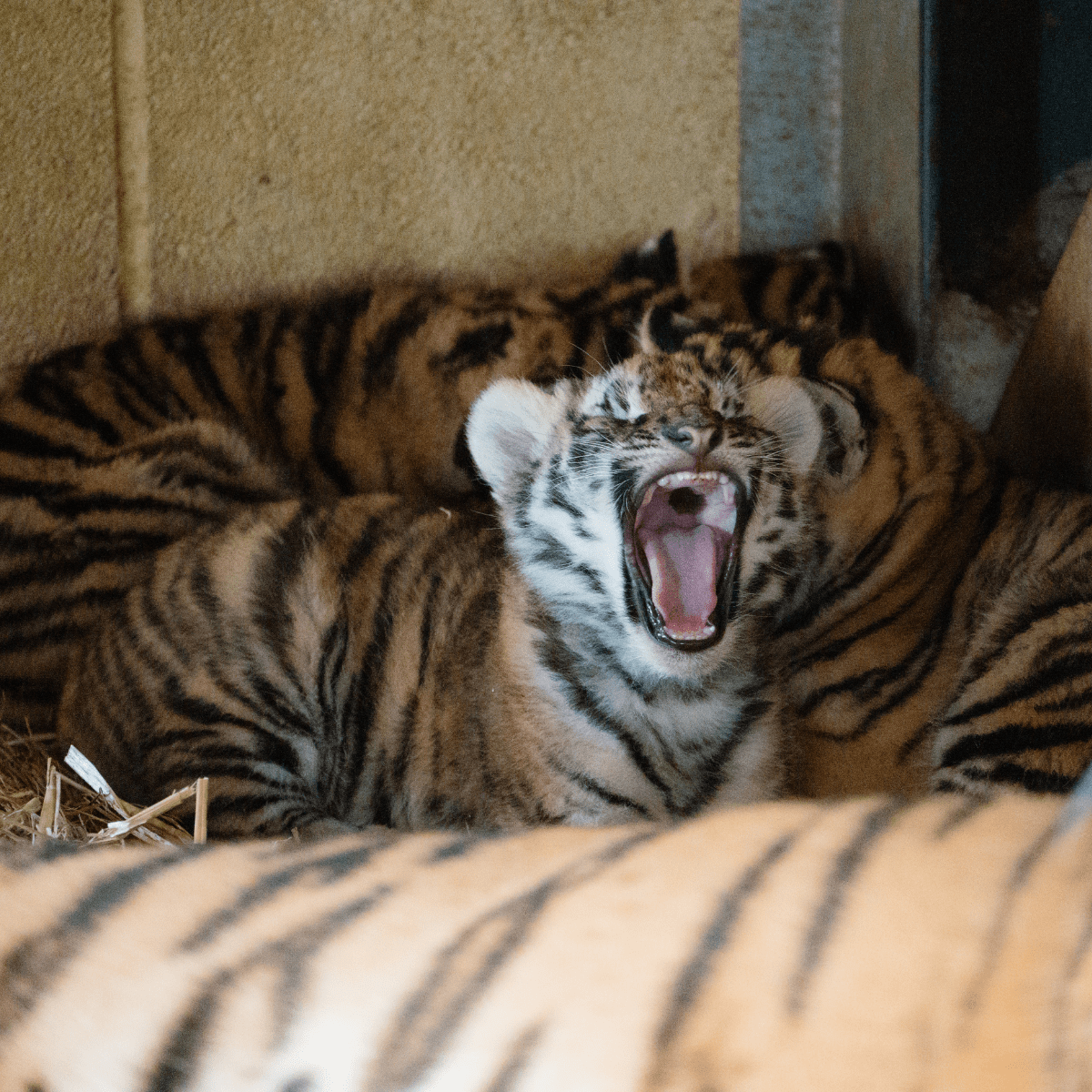 A small tiger cub yawns while surrounded by other cubs and mother.