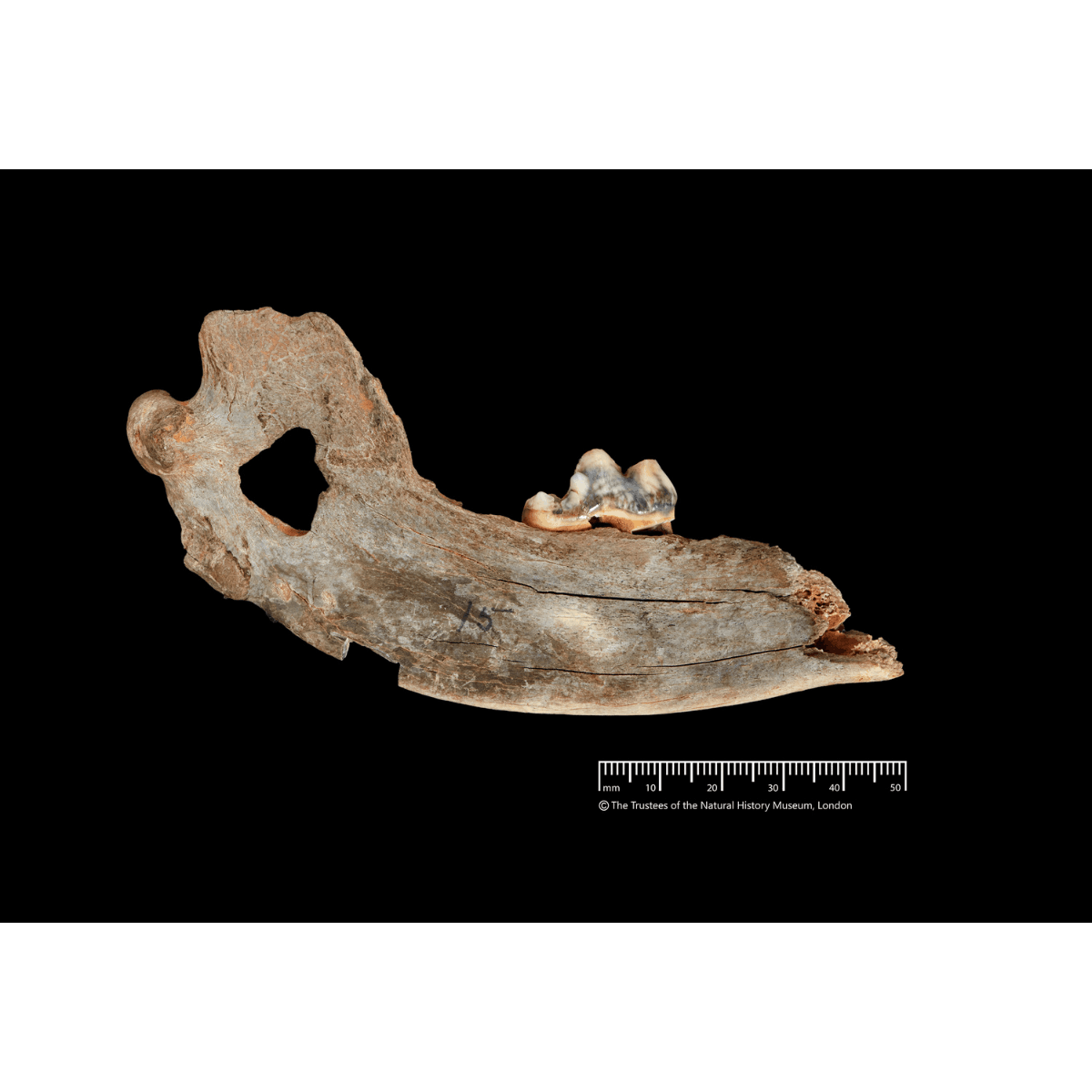 14,3000-year-old dog jawbone from Gough's Cave. (c) Trustees of the Natural History Museum