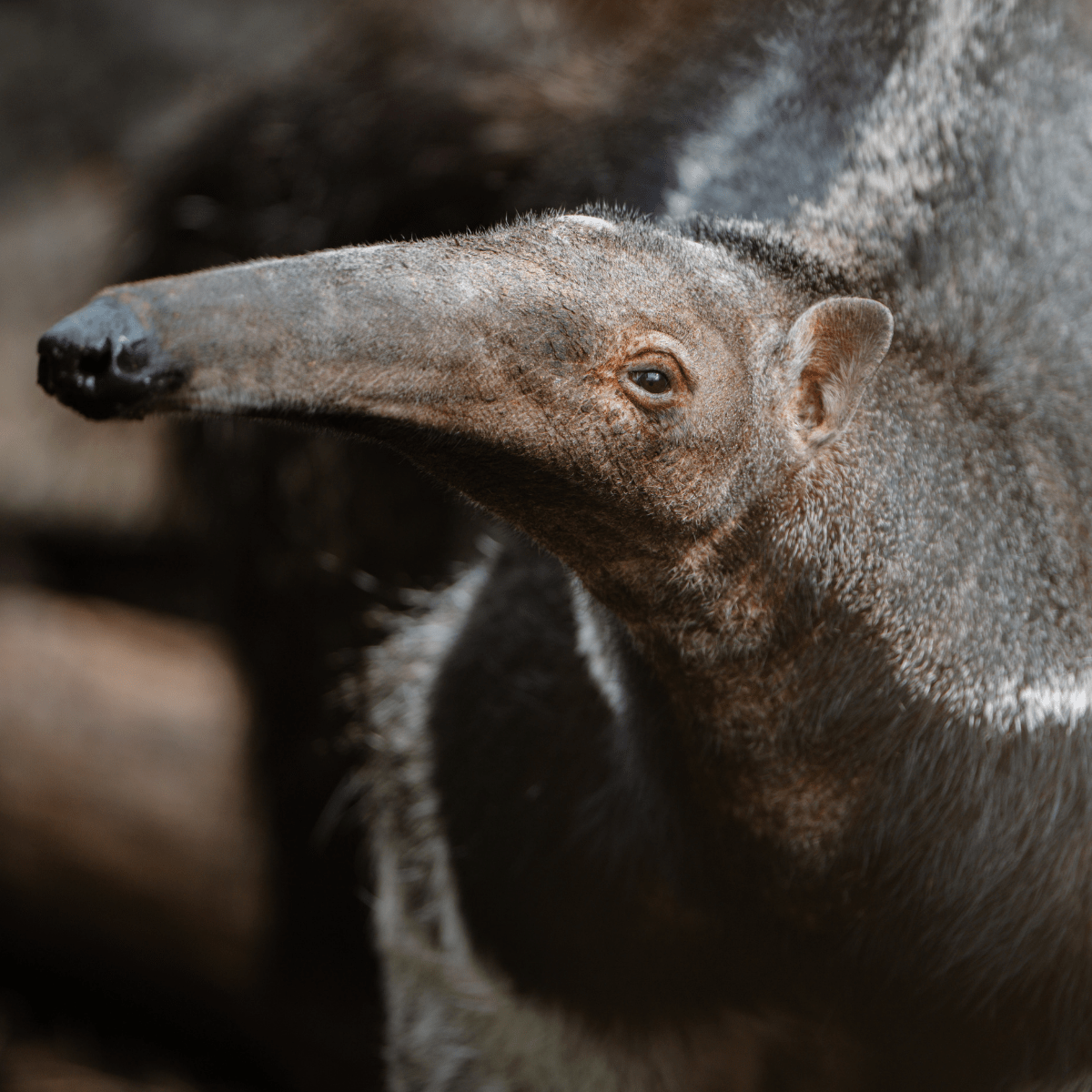 A closeup shot of a giant anteater looking at the camera