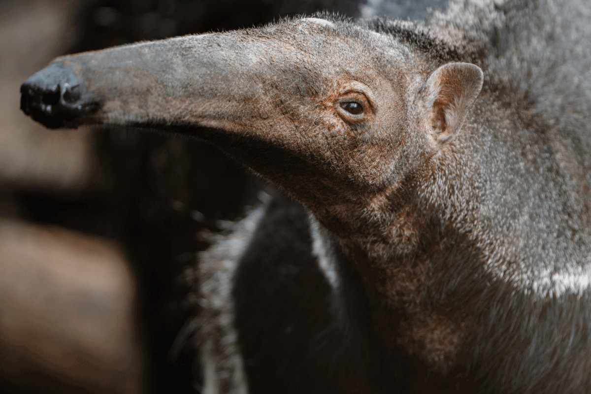 A closeup shot of a giant anteater looking at the camera