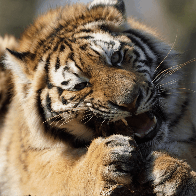 An up close shot of a tiger tucking into a meaty treat