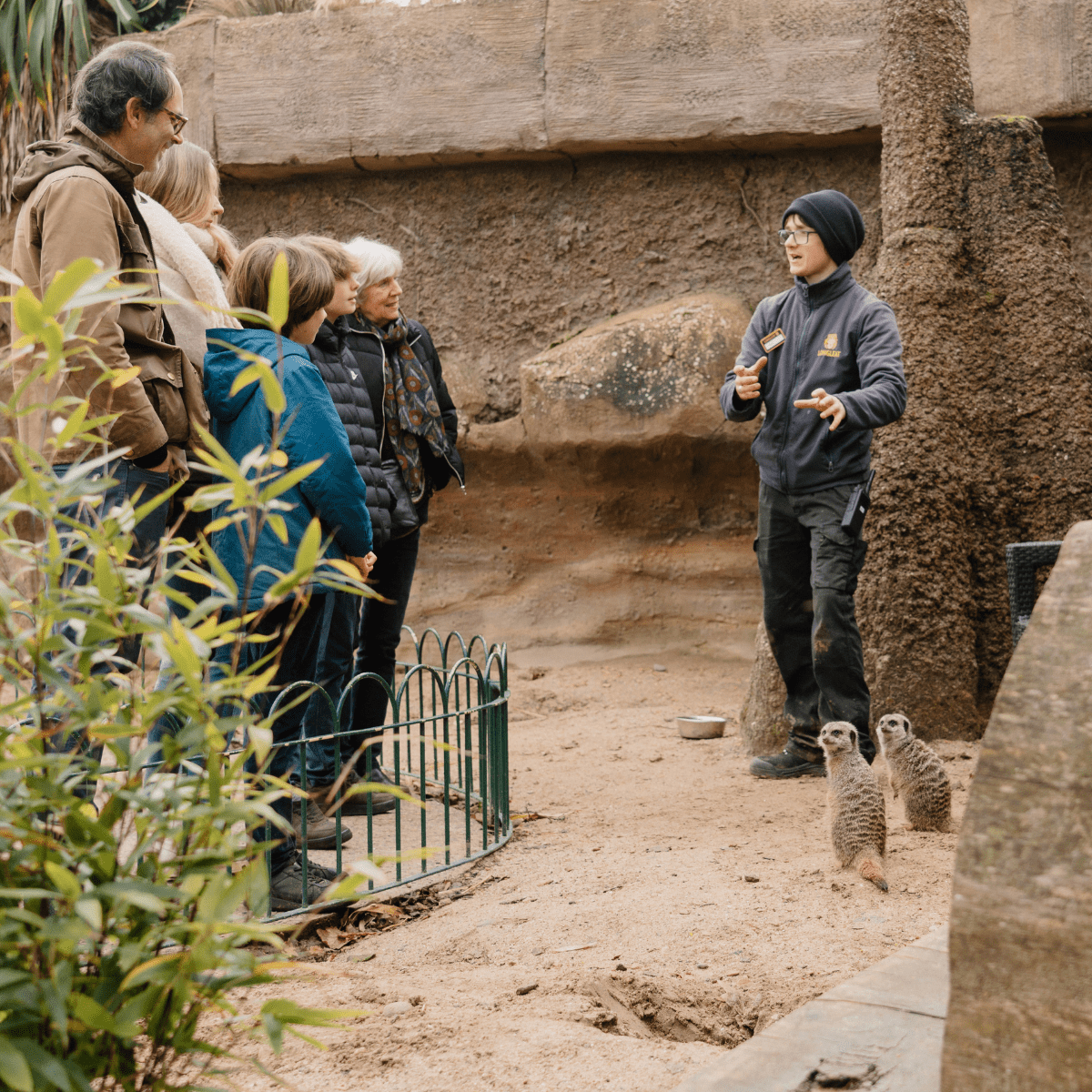 A group of VIP guests listen intently to the animal team member as meerkats scurry around his feet