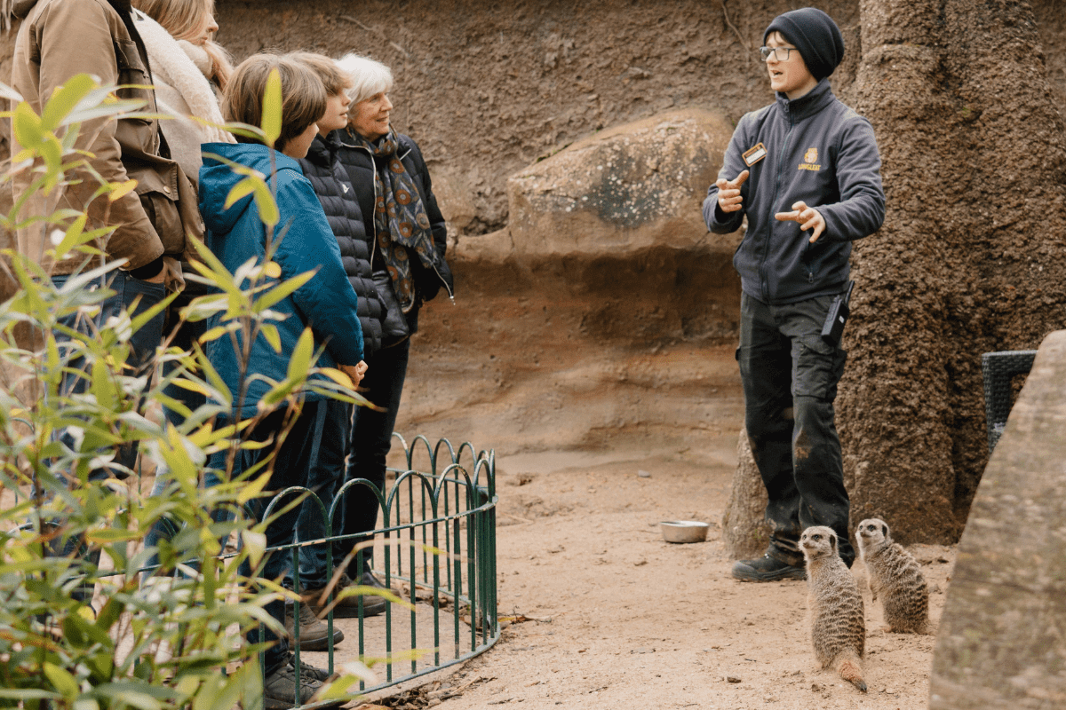A group of VIP guests listen intently to the animal team member as meerkats scurry around his feet