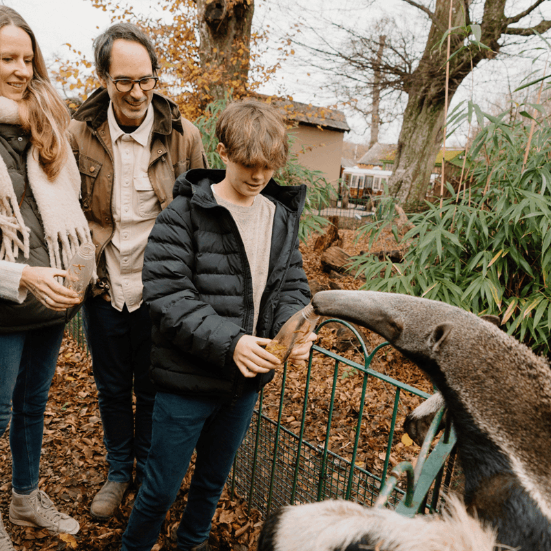 A family of five smile as they feed a giant anteater in its habitat