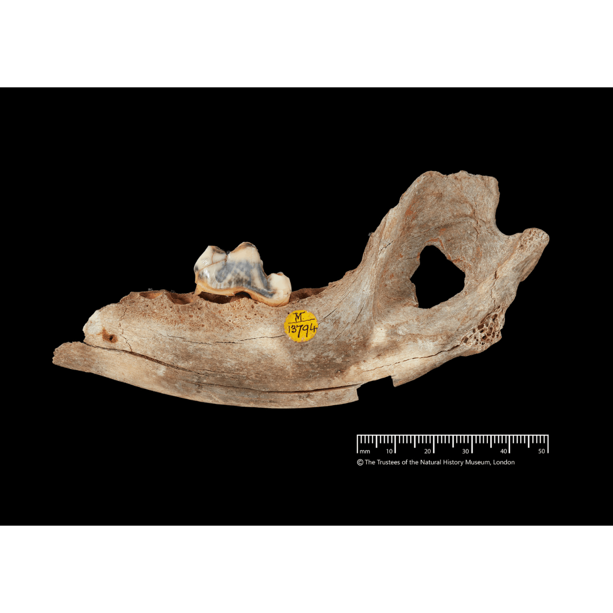 14,3000-year-old dog jawbone from Gough's Cave. (c) Trustees of the Natural History Museum